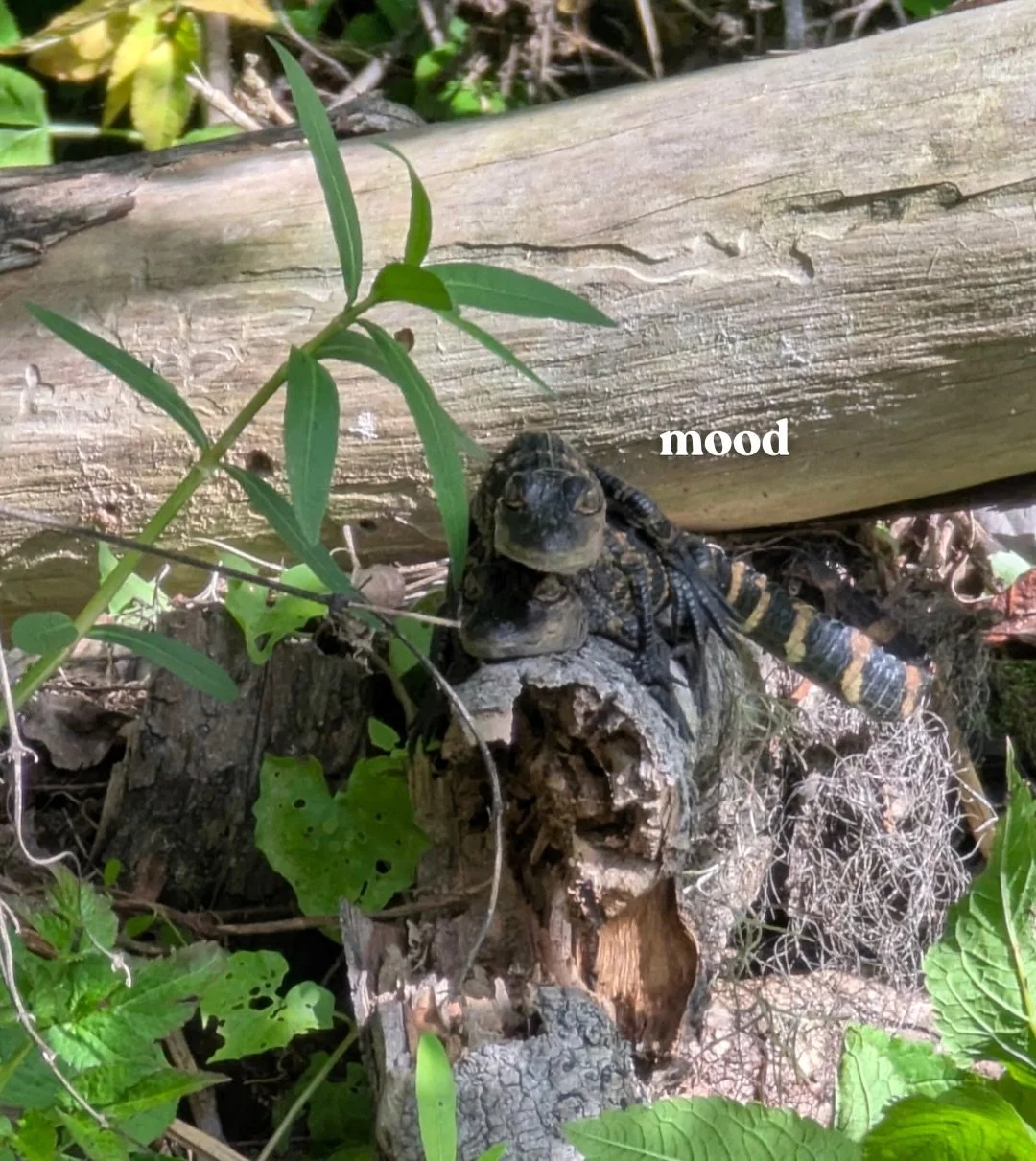 Yup🐊

 #cuddles #alligators #florida #stjohnsriver