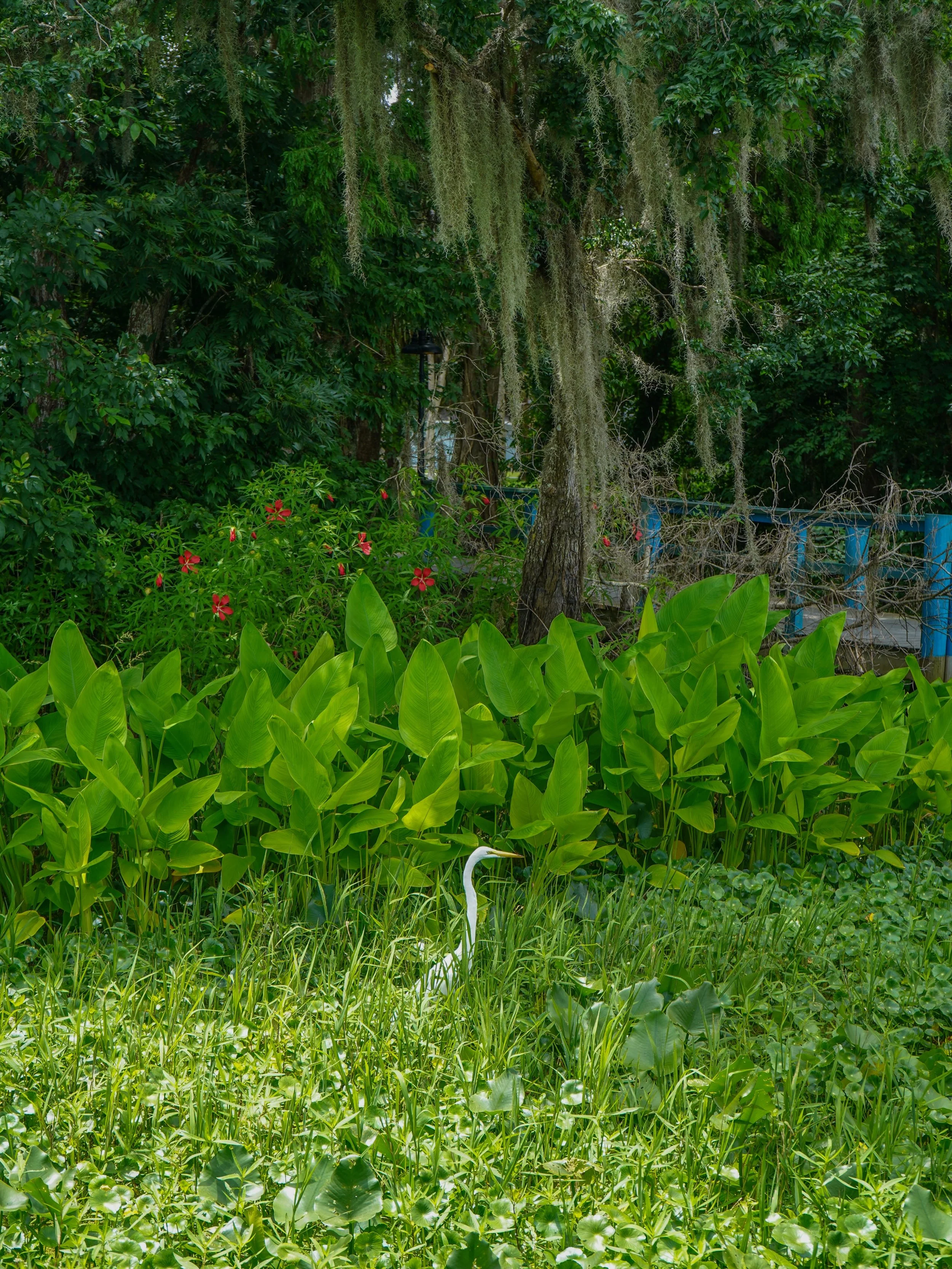 Bright and beautiful native swamp hibiscus is blooming along the St. Johns River and right here at our marina! 🌺

Look closely and you might spot some purple pickerelweed blooming, too. 🪻