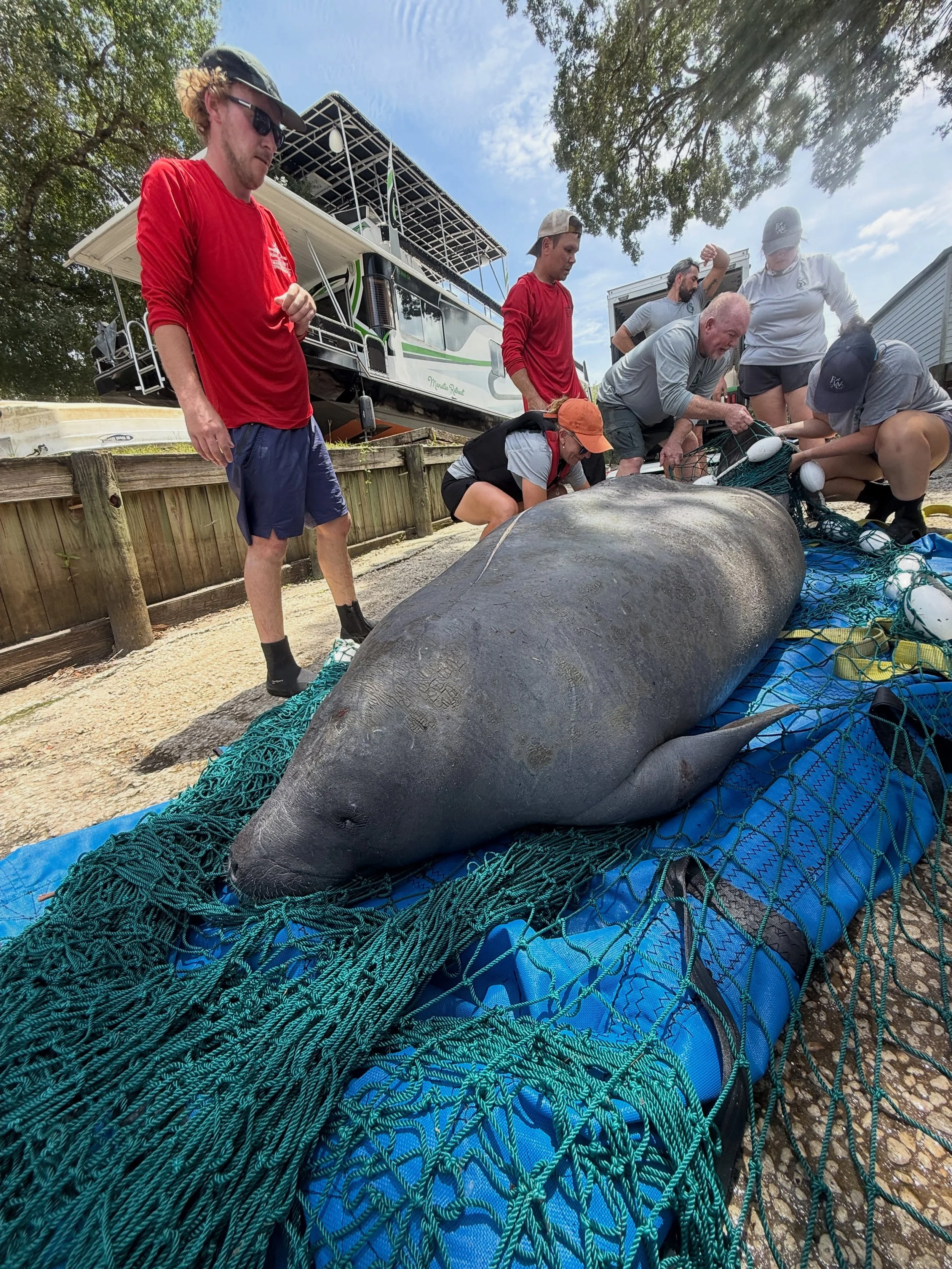 Yesterday morning, we received a call about an injured manatee near our marina.

Most folks might not realize rescuing a manatee can take hours, or even days. Locating the animal, monitoring its condition, and safely recovering it requires teamwork b