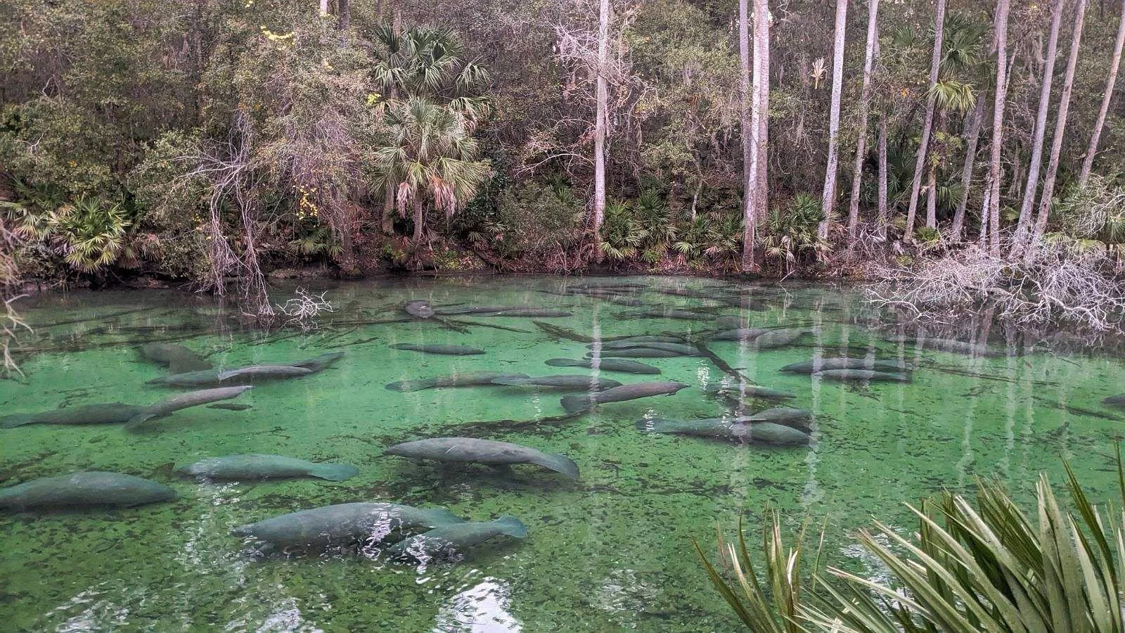 Blue Spring State Park during manatee season.