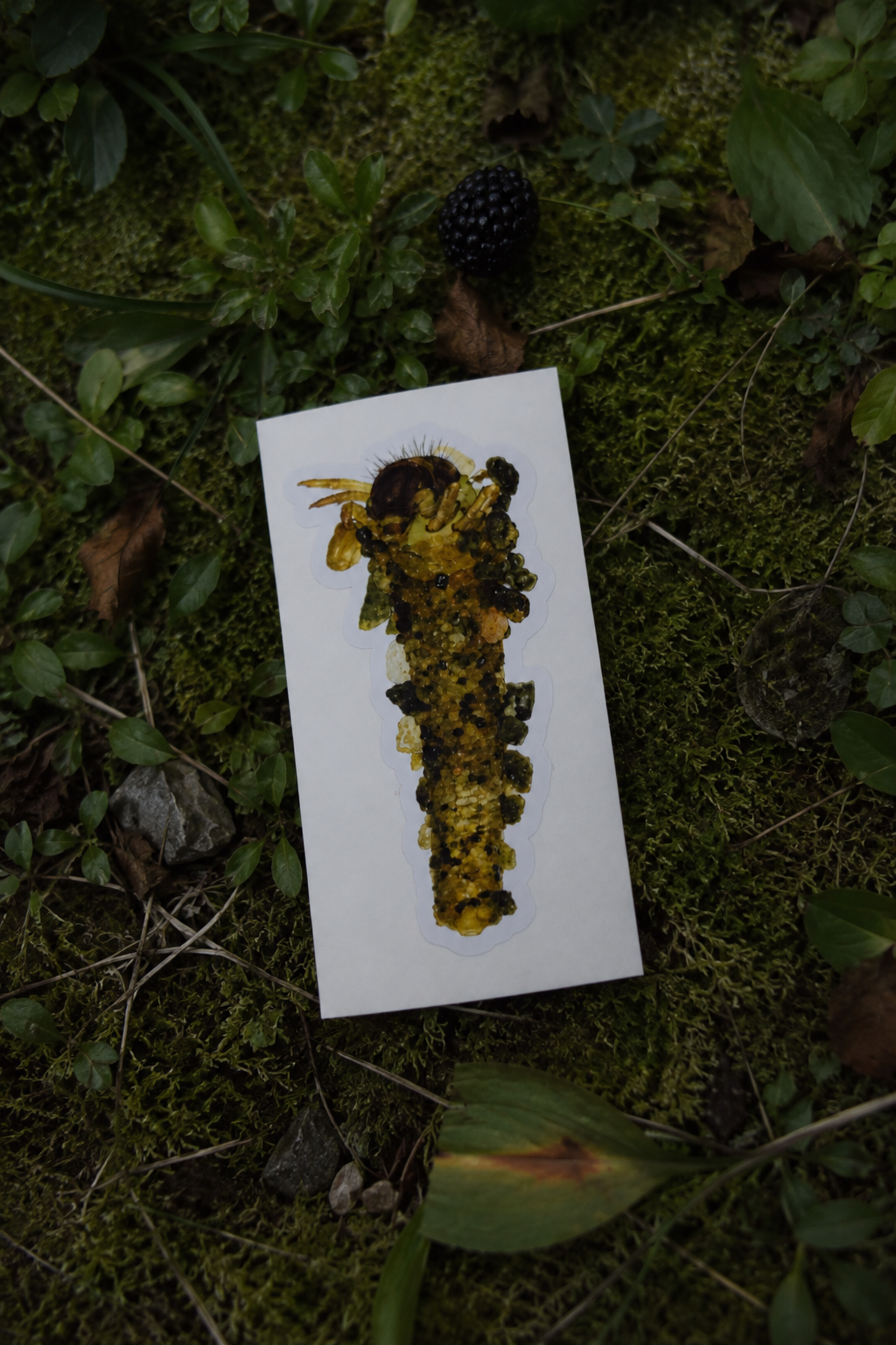 Pycnocentrodes Sticker