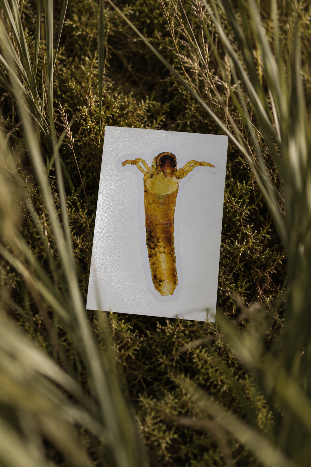Beraeoptera Sticker