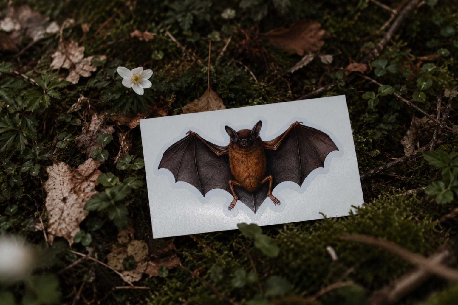 Wings Spread Bat Sticker