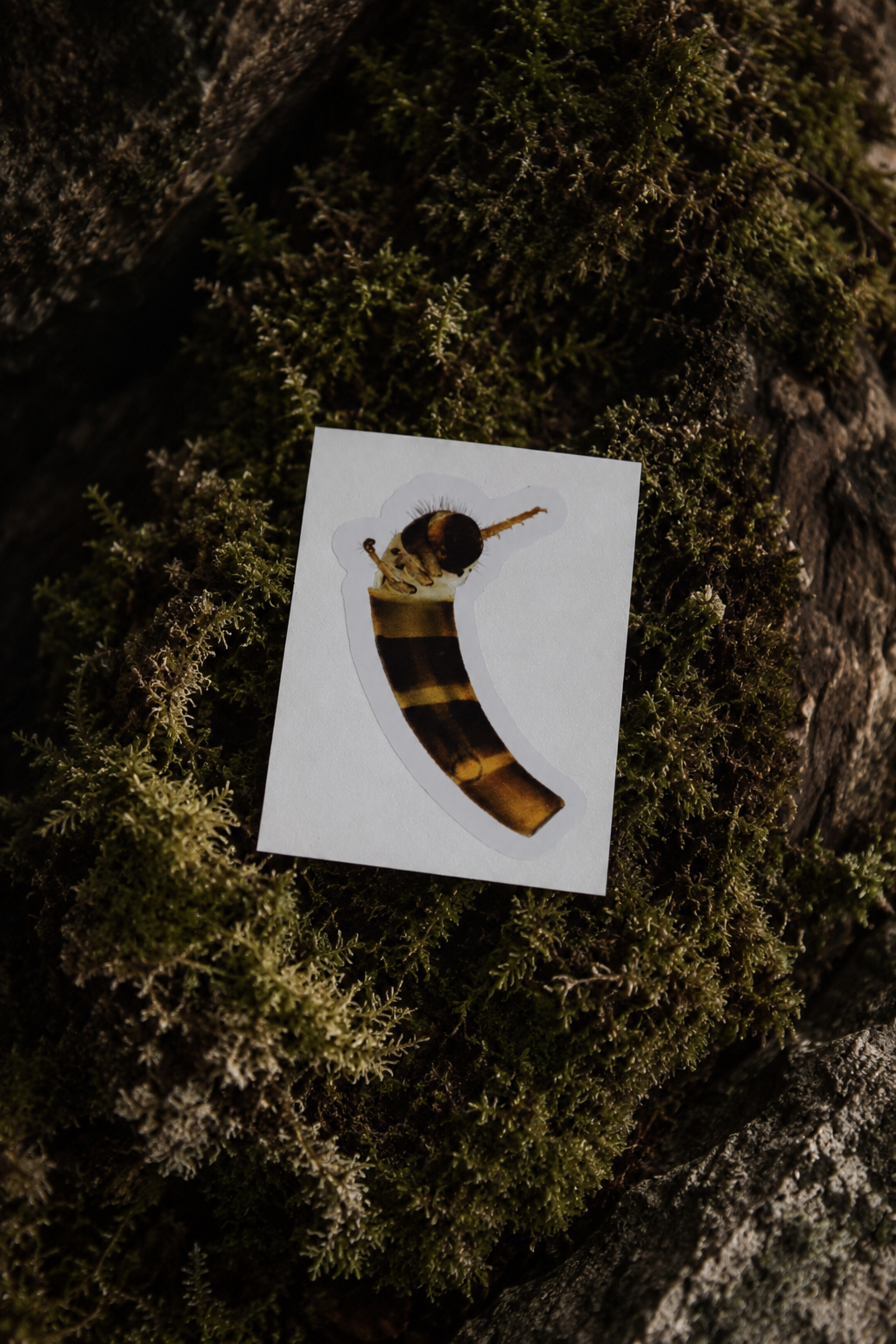 Confluens Sticker