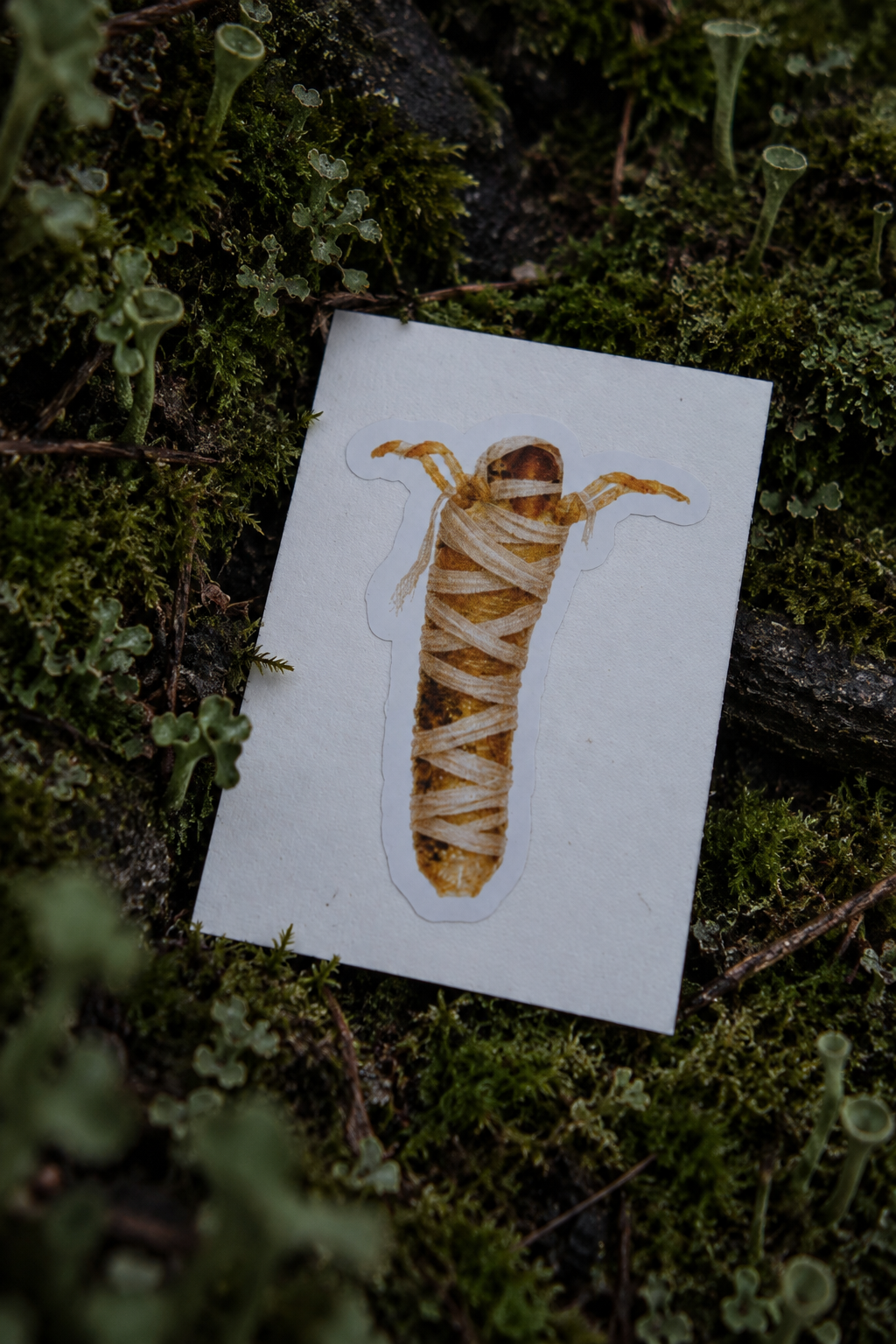 Beraeoptera Mummy Sticker