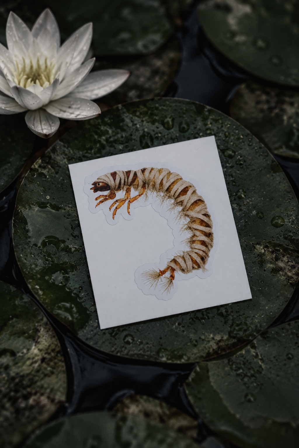 Aoteapsyche Mummified Sticker