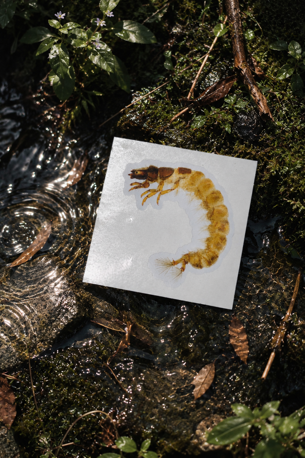 Aoteapsyche Sticker