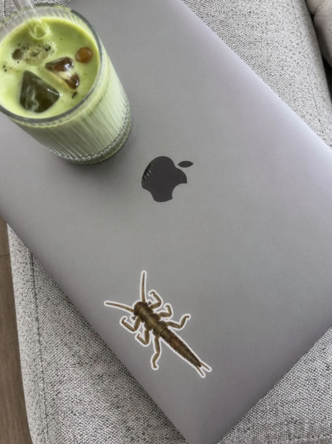 megaleptoperla laptop sticker.jpg