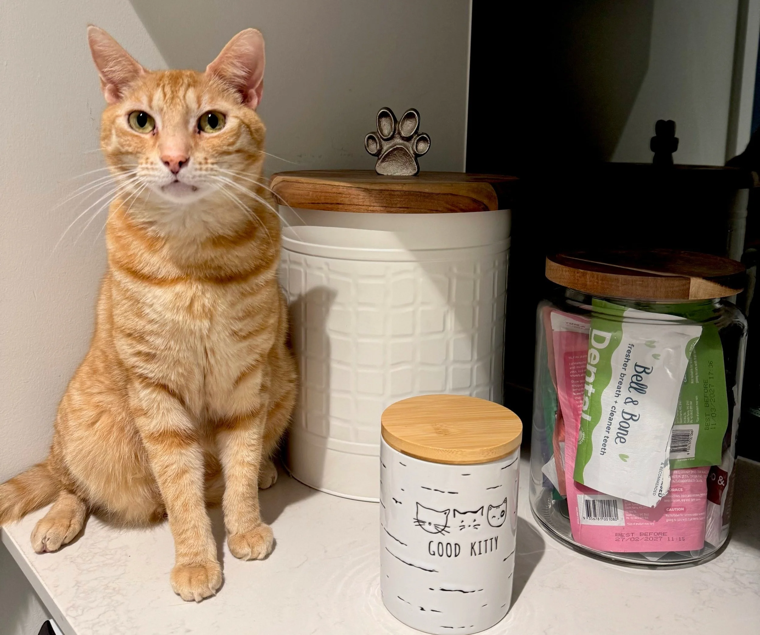 An orange tabby cat sitting on a white surface next to a white container with a wooden lid, a clear jar with a wooden lid containing pet treats, a white ceramic container with a wood lid, and a small black paw print decoration on top.