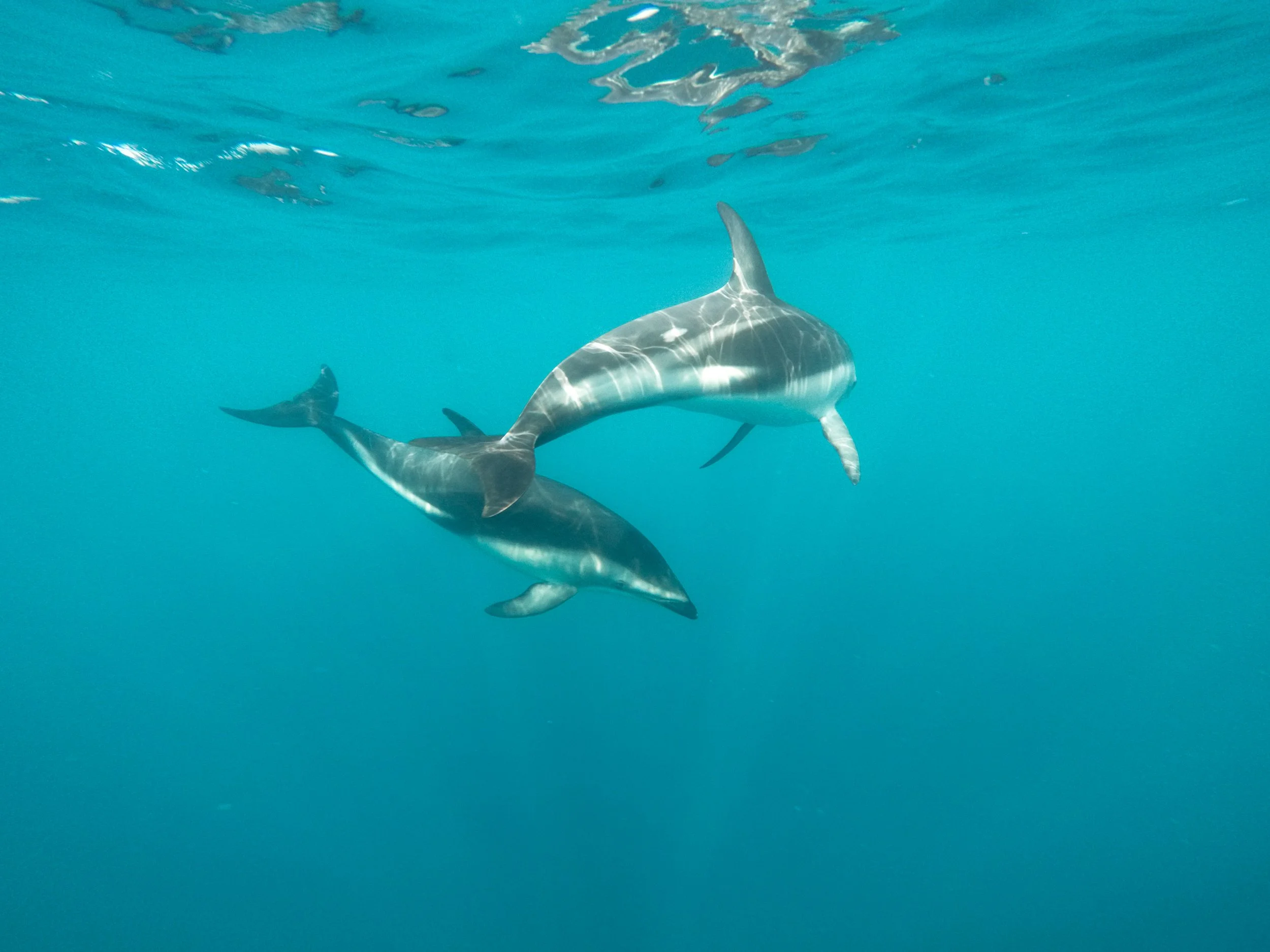 Two dusky dolphins just below the surface of the water