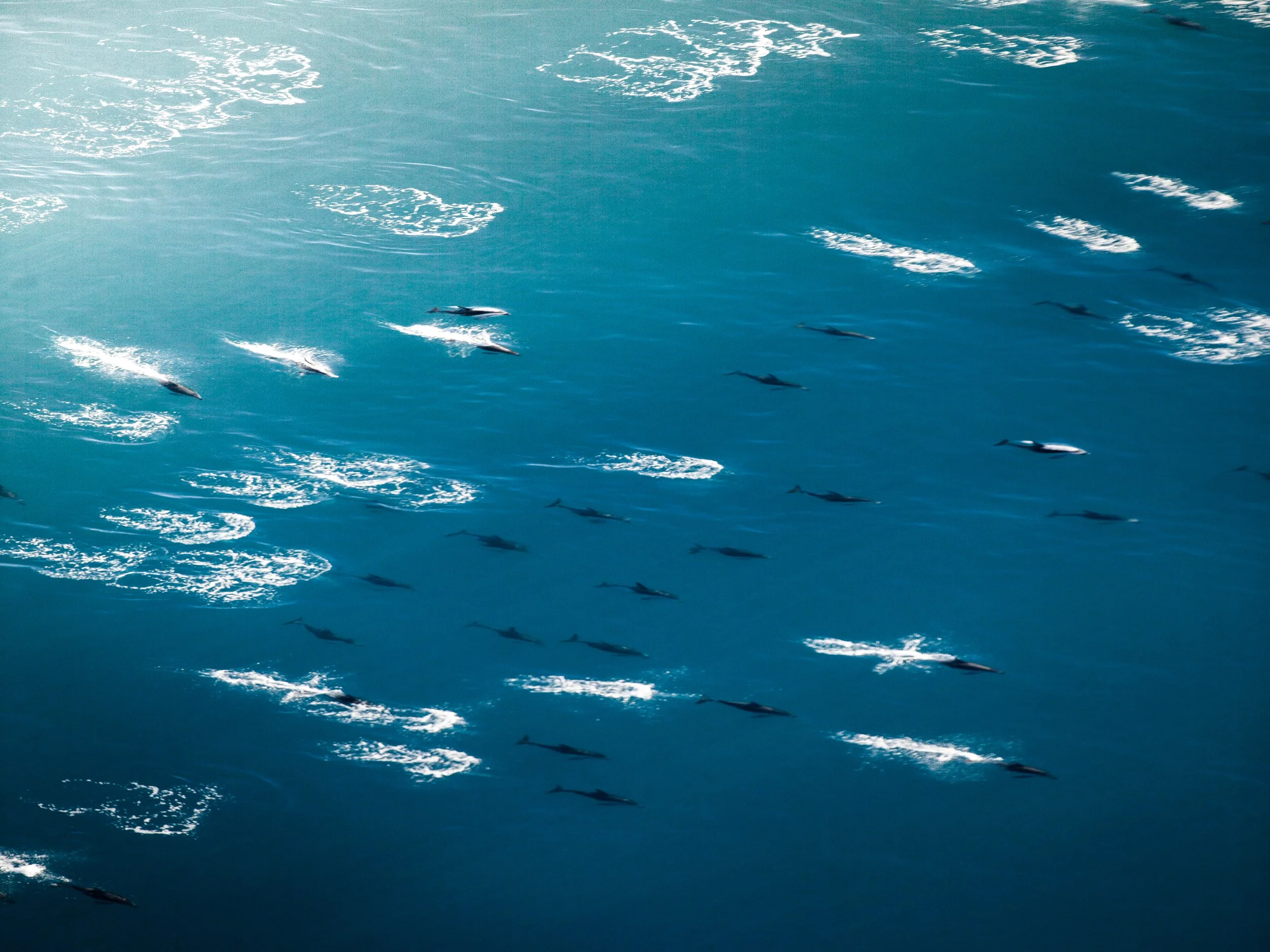 A pod of dolphins