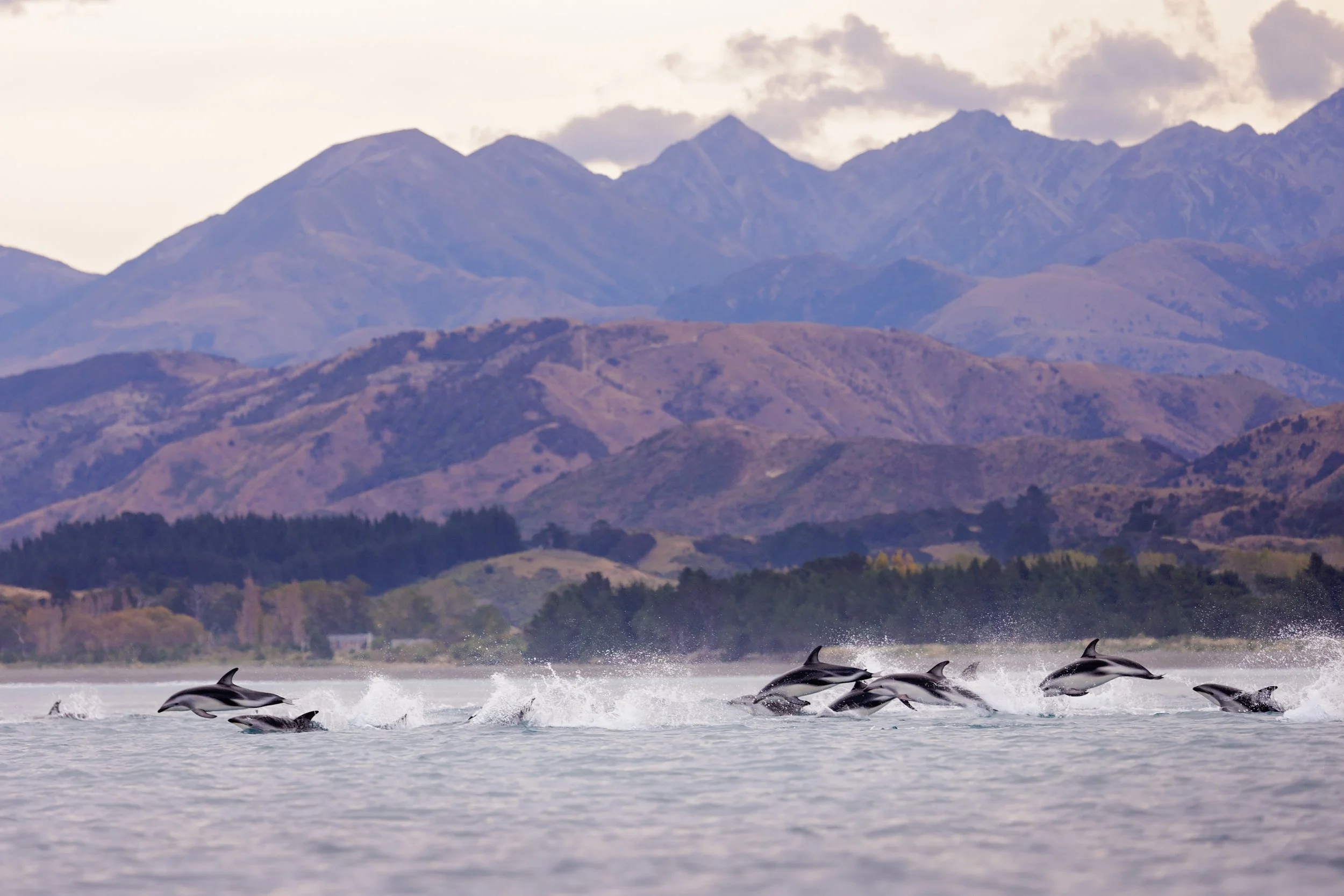 A pod of dusky dolphins swims in Kaikoura
