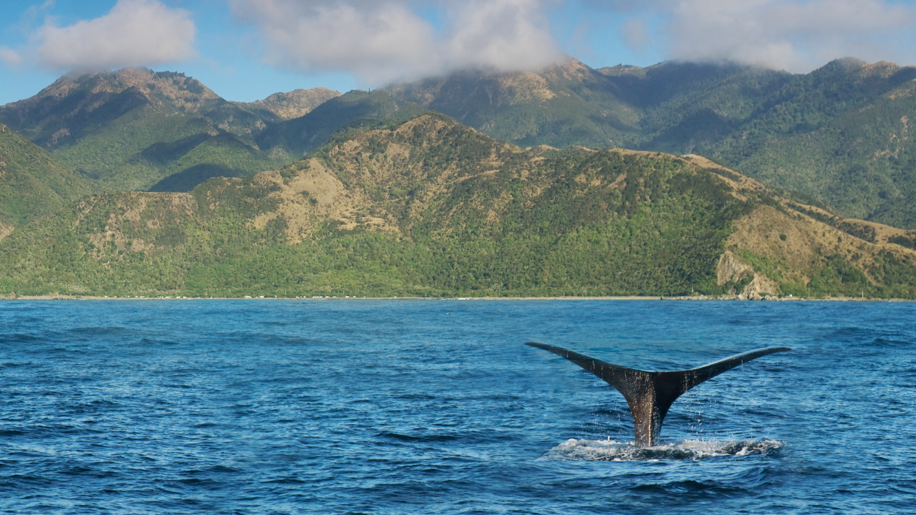 A whale tail