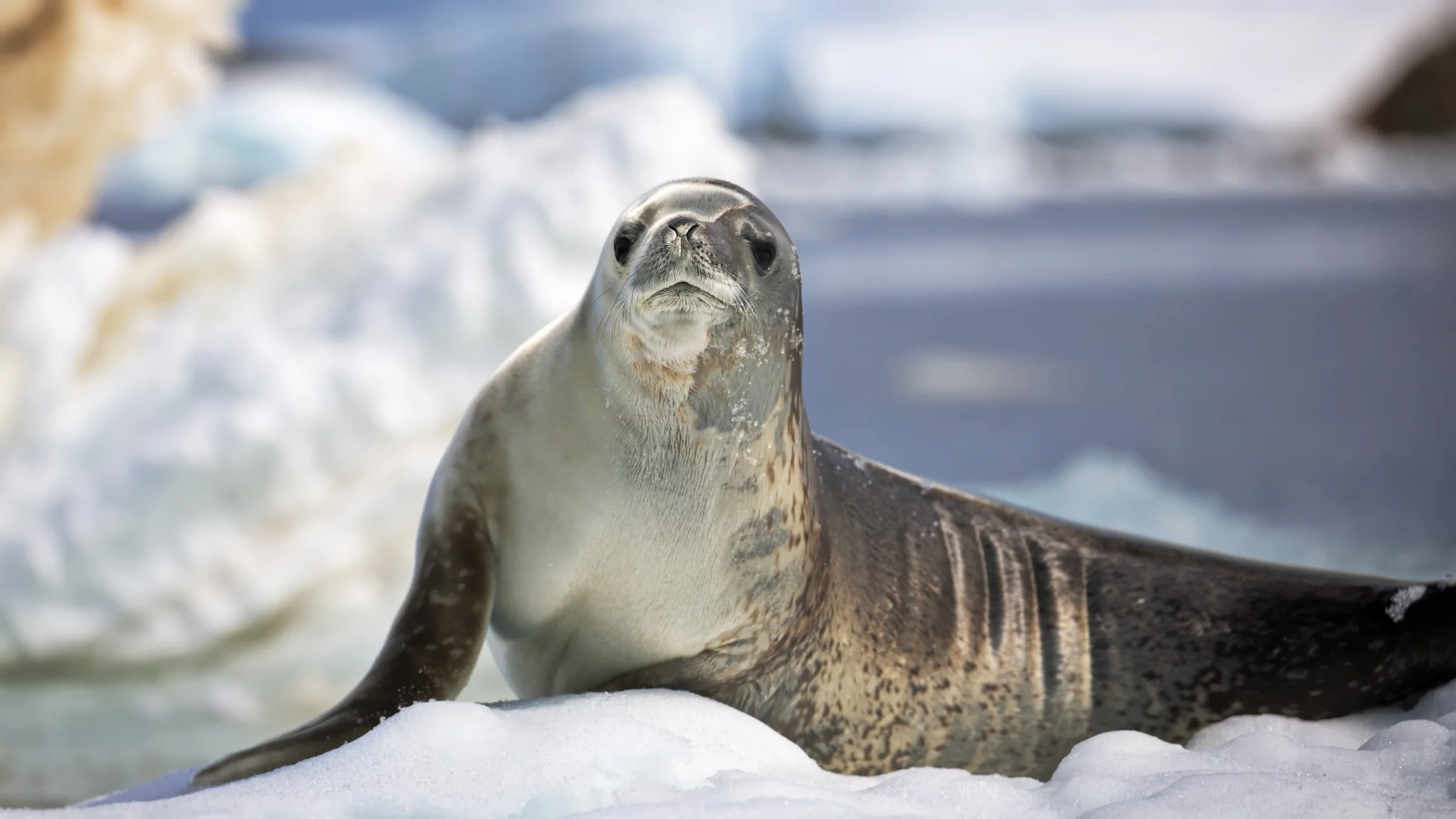 A leopard seal sits on an ice floe