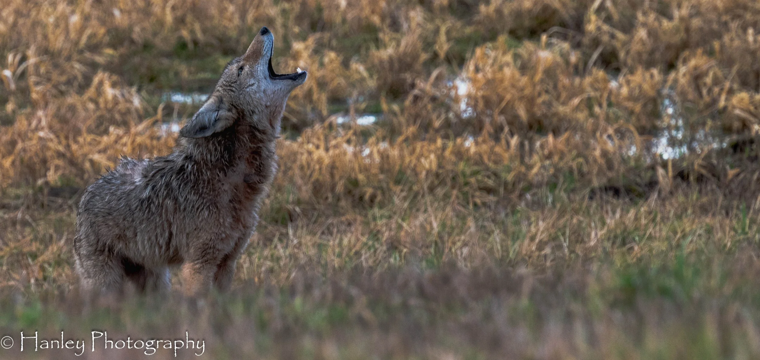 untitled (524 of 640).jpg