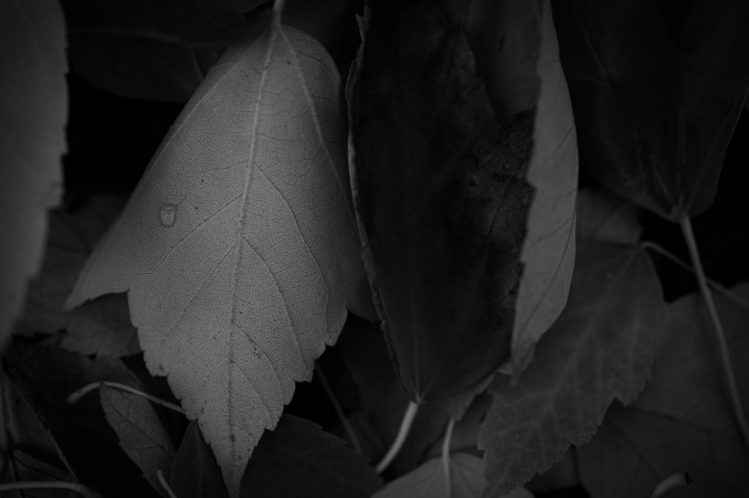 black and white leaves.jpg