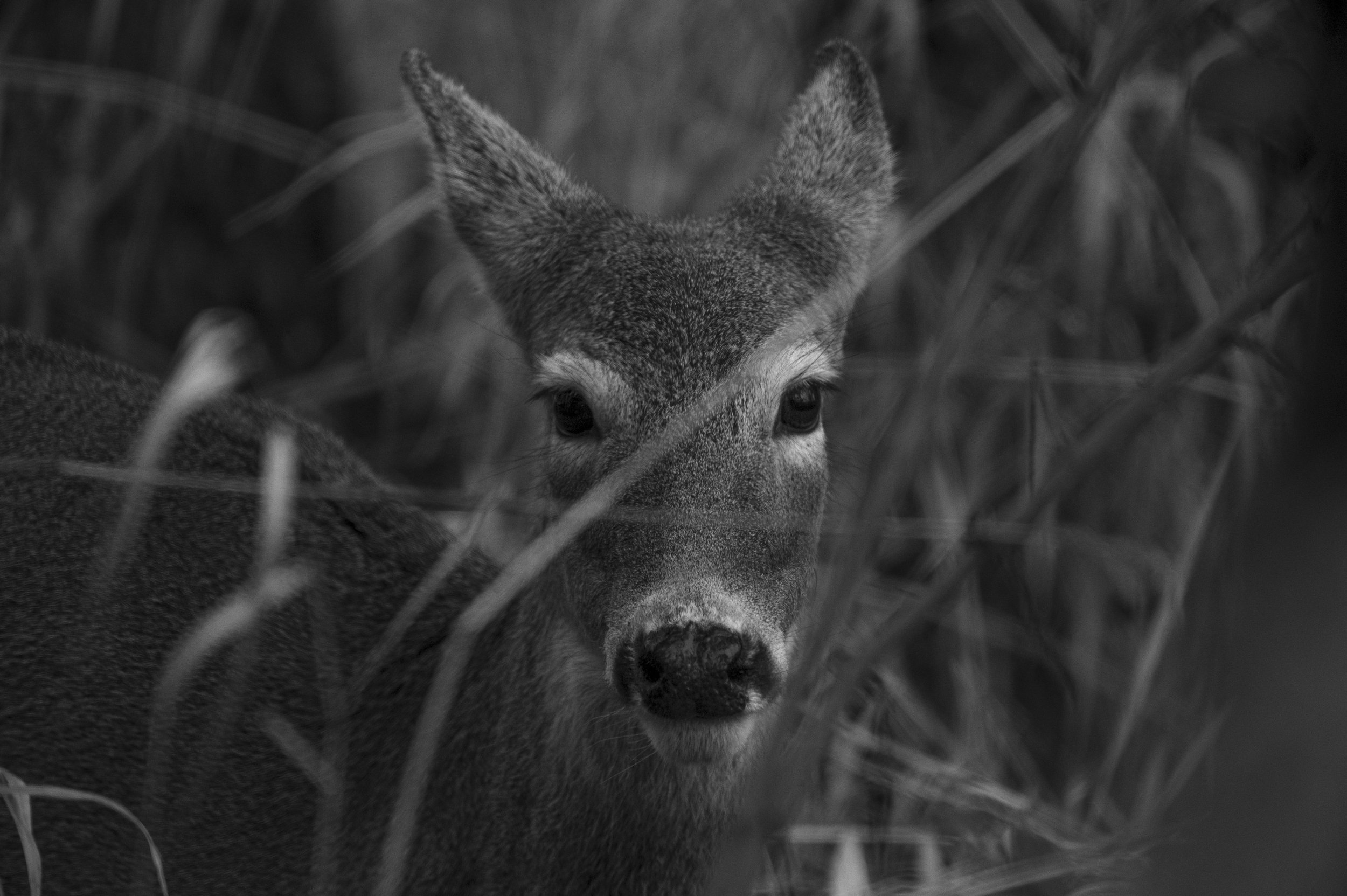 untitled shoot--2-3.JPG