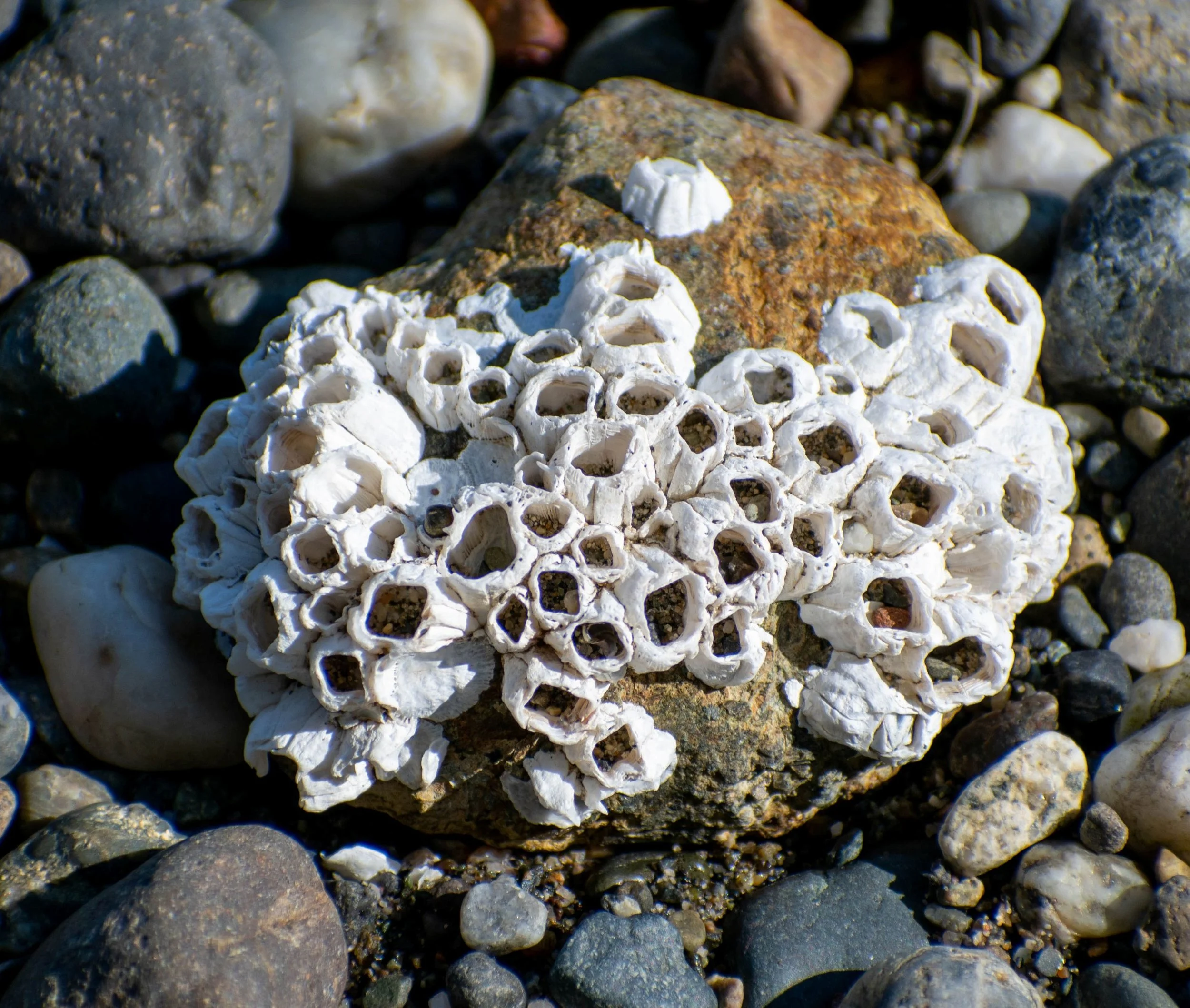 Dry barnacles.jpg