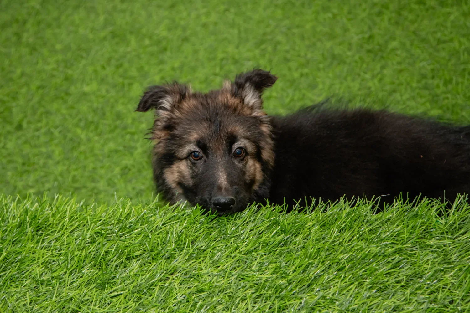 Indoor pet activity space built with synthetic turf for hygiene and supervision in Andrews, TX