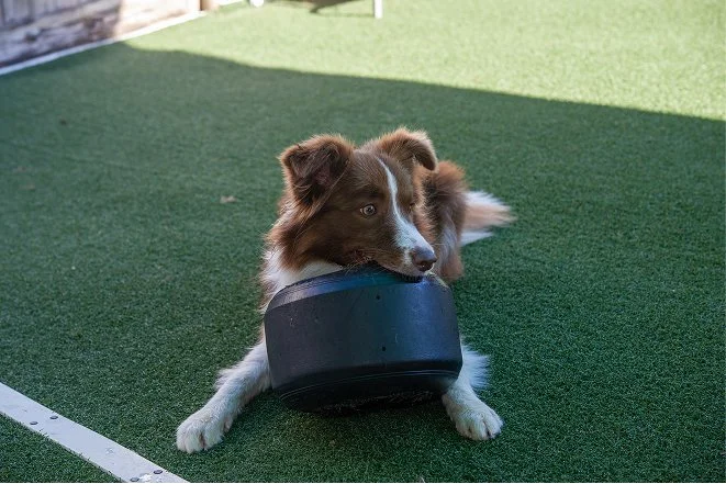 Synthetic turf dog run and play area in Odessa, TX