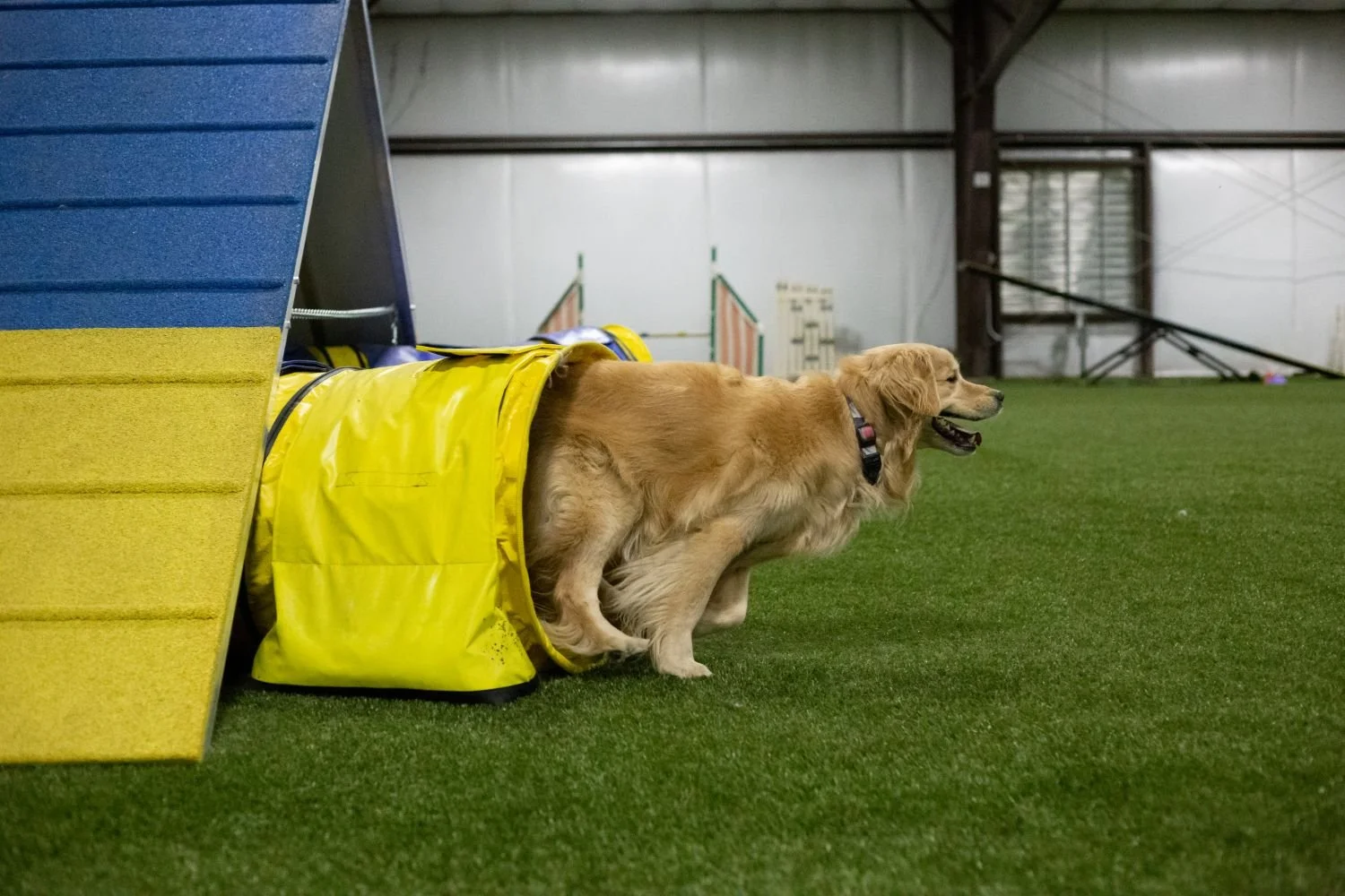 Dog running on artificial turf designed for daily use at a pet care facility in Andrews, TX