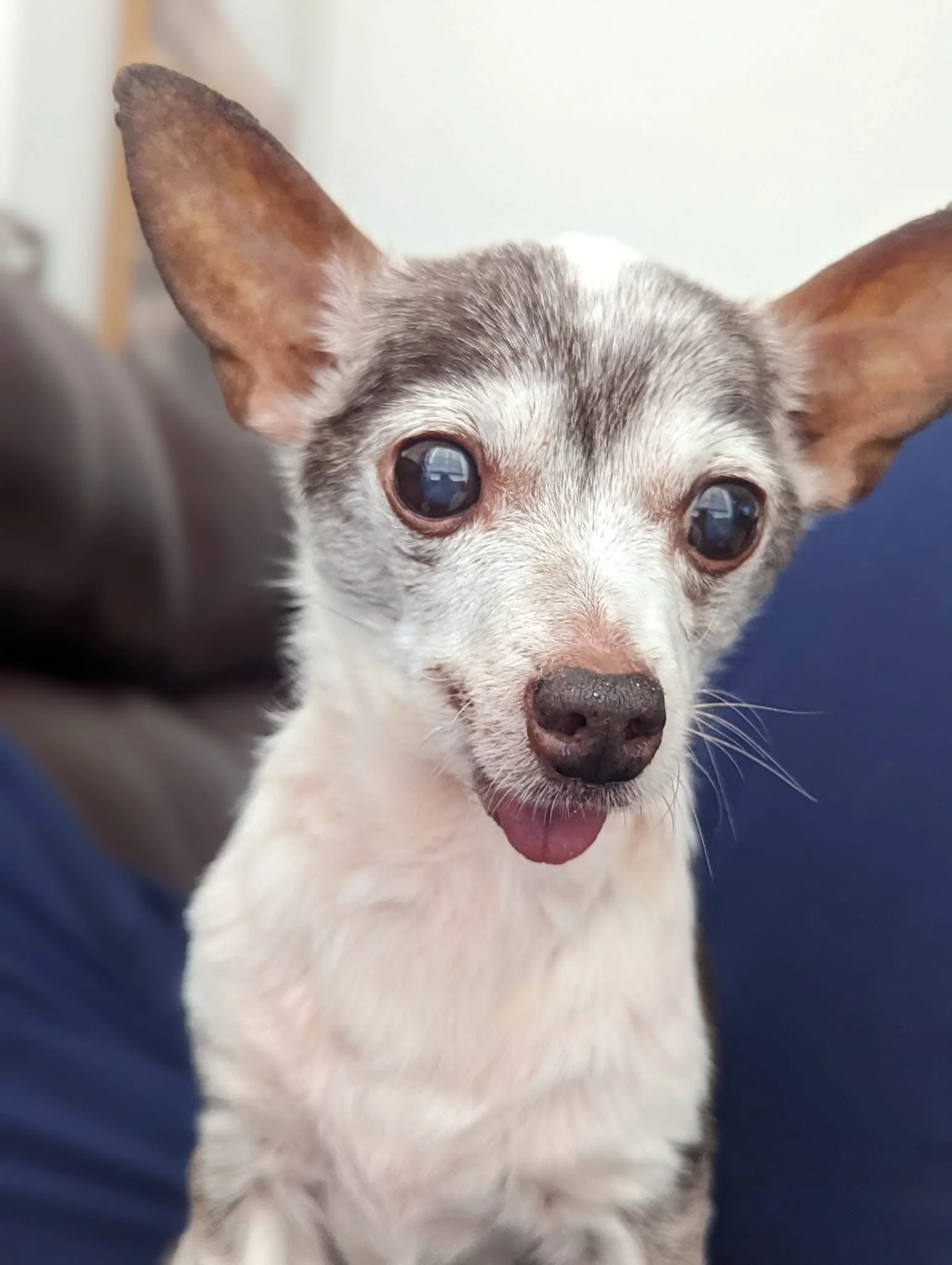 Close-up of a small dog with large ears, white and gray fur, and dark eyes, sitting indoors on a blue surface.