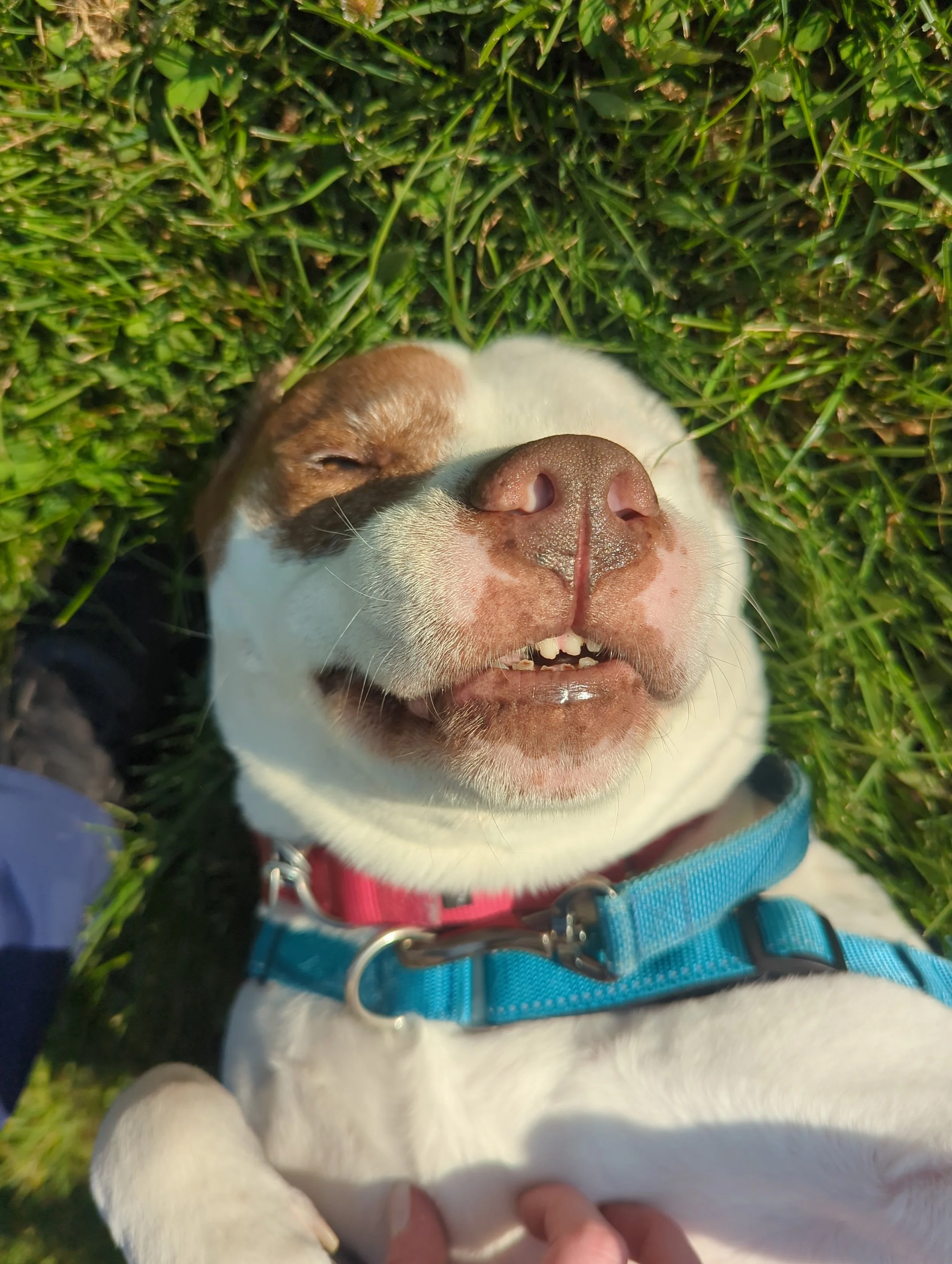 A smiling dog lying on its back in green grass with its eyes closed, showing teeth, wearing a blue harness and a red collar.