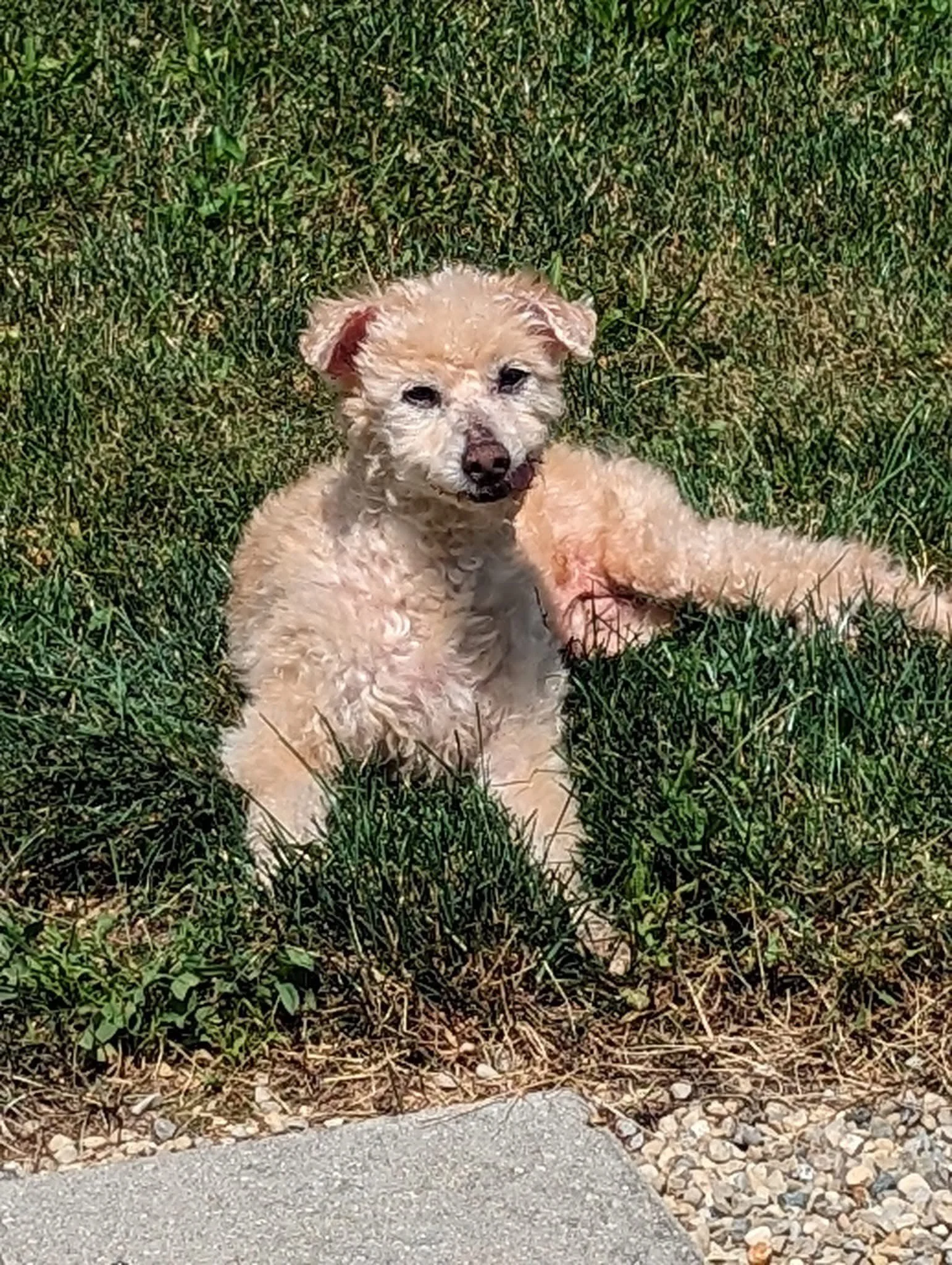 Small curly-haired light-colored puppy sitting on grass with some dirt and pebbles nearby.