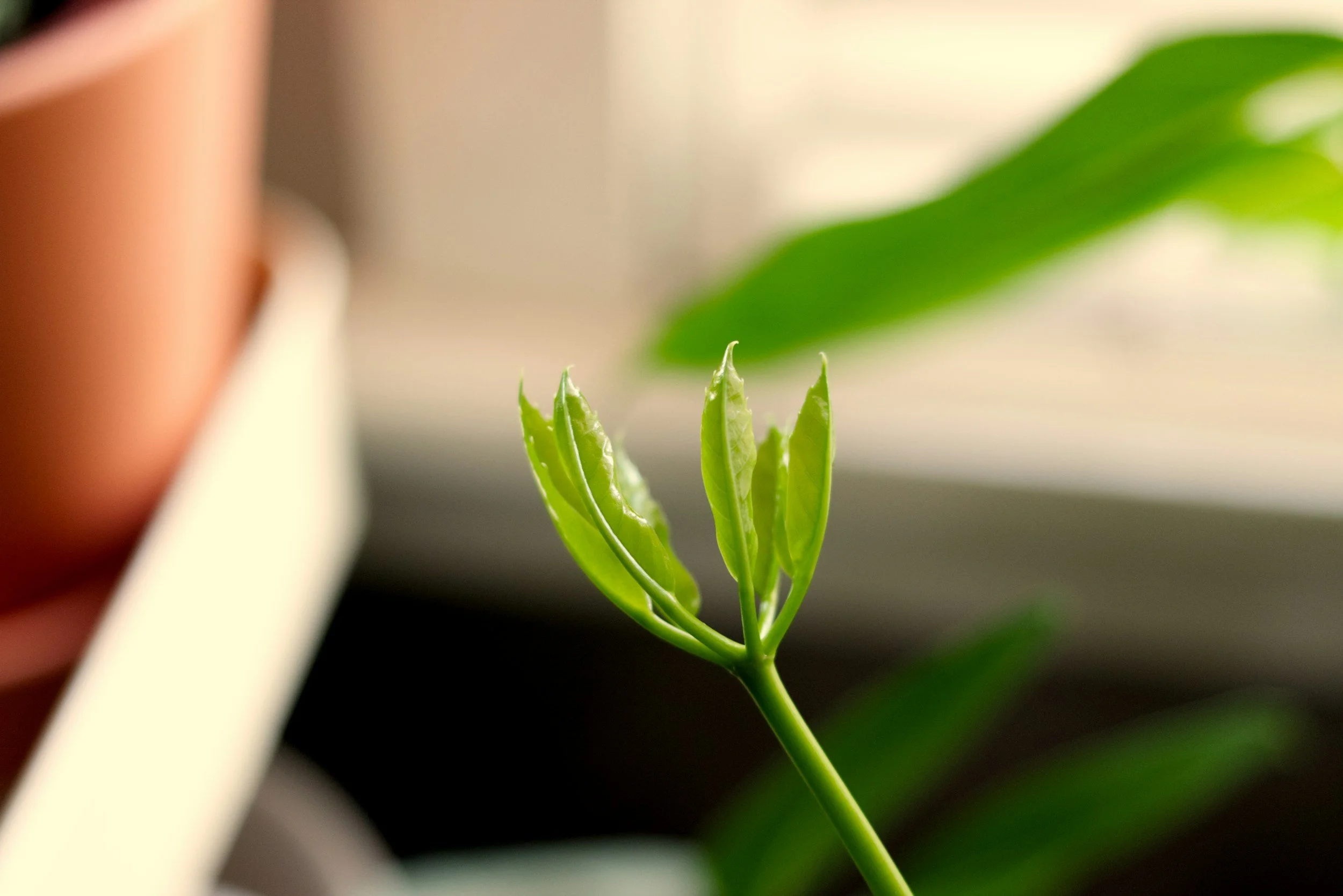 Stepping Out of Our Comfort Zones