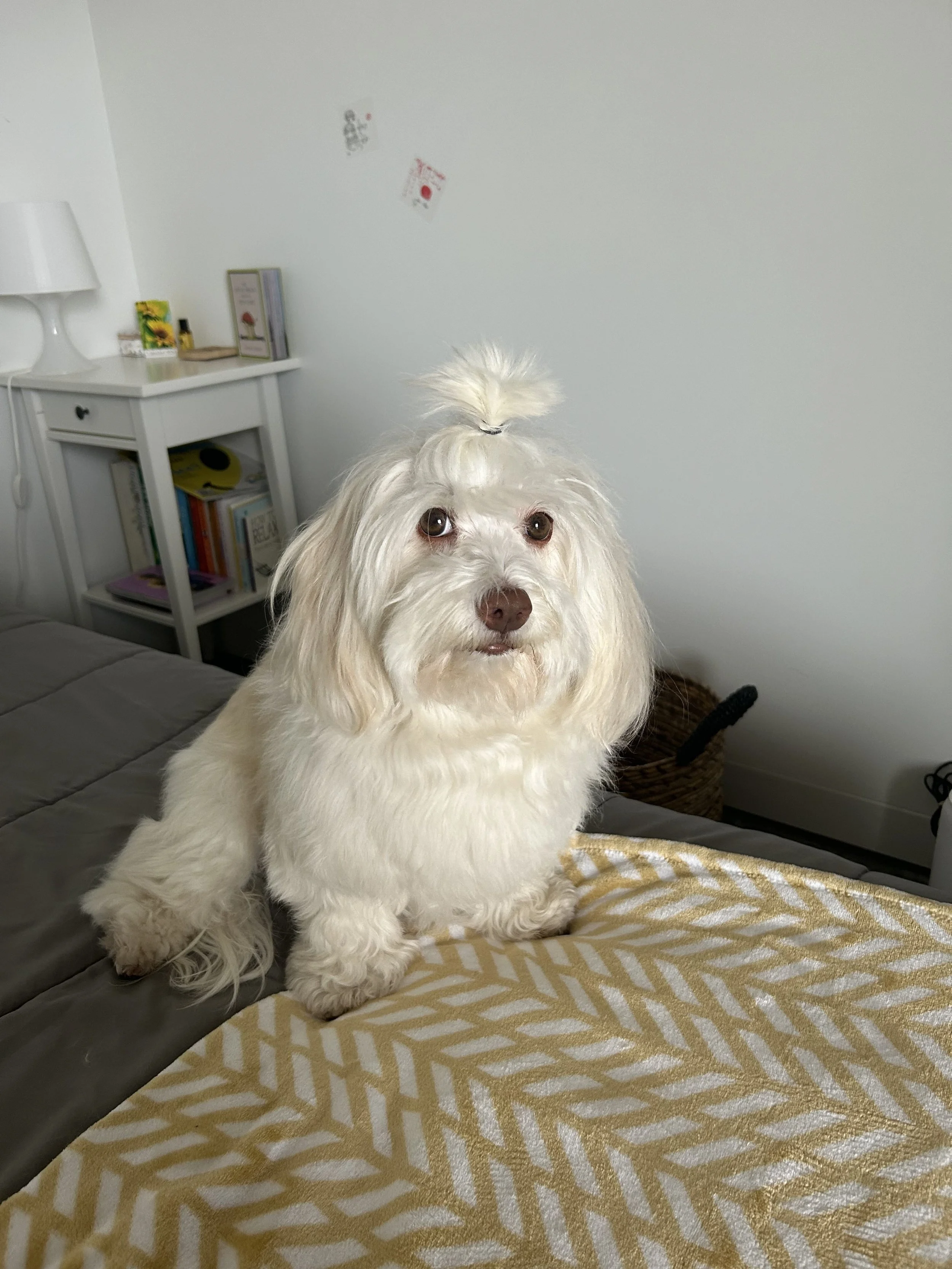 A small dog relaxing in a peaceful, organized home space, reflecting warmth, presence, and everyday comfort