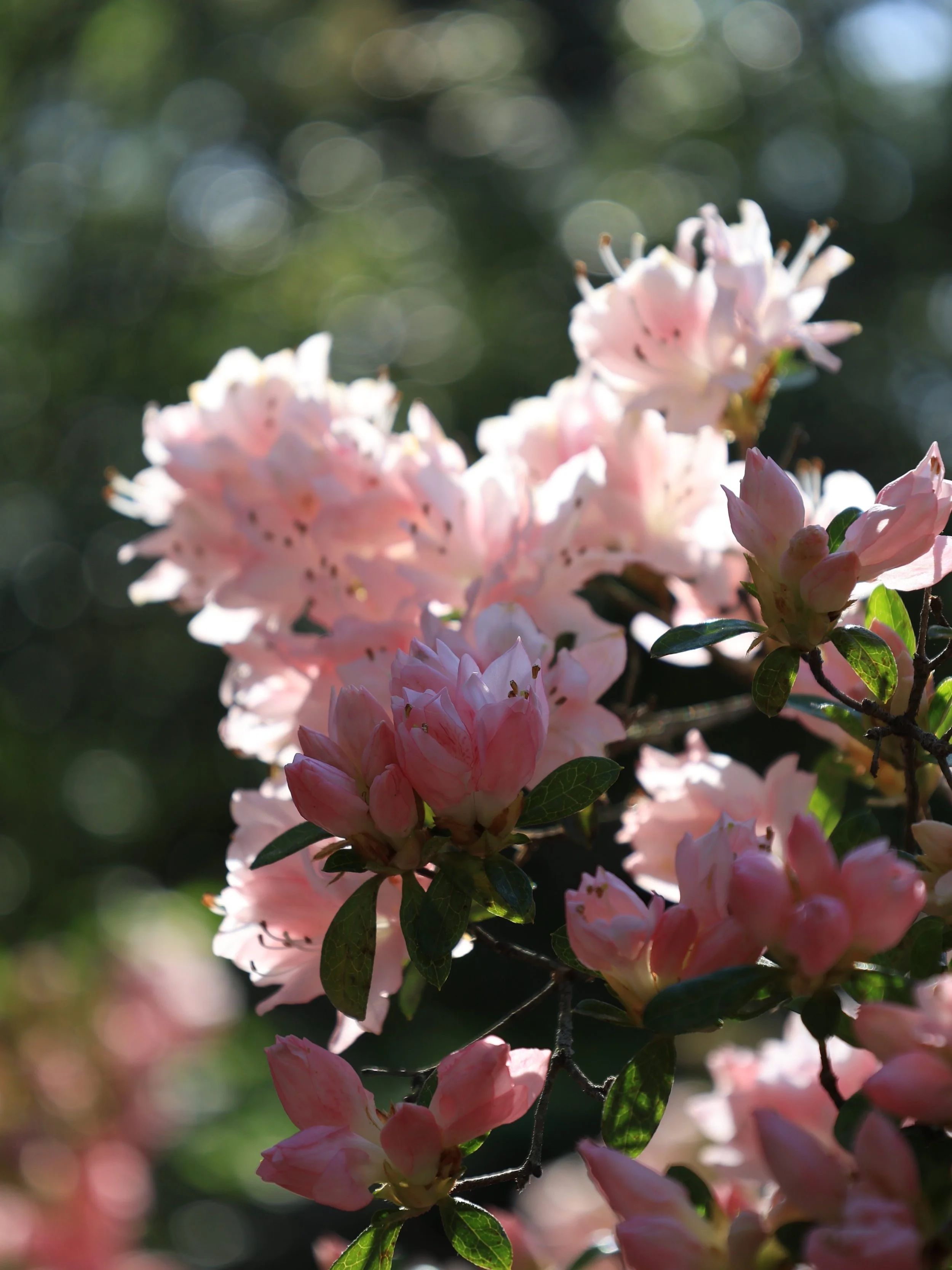 Magnolia&rsquo;s Moment of Grace

&ldquo;Give thanks in all circumstances; for this is God&rsquo;s will for you in Christ Jesus.&rdquo; 1 Thessalonians 5:18 (NIV)

Life has a way of moving fast. The to-do lists pile up, the noise gets loud, and somew
