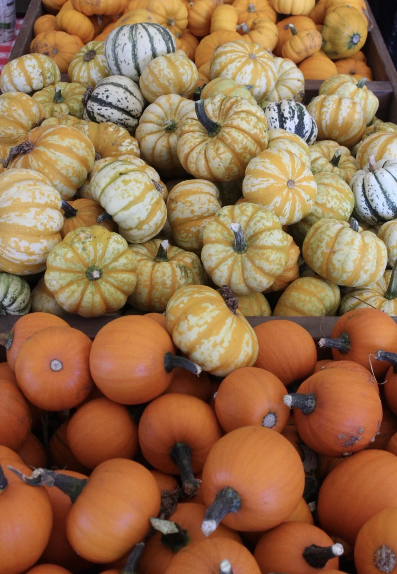 October Events Around Sacramento 2026 