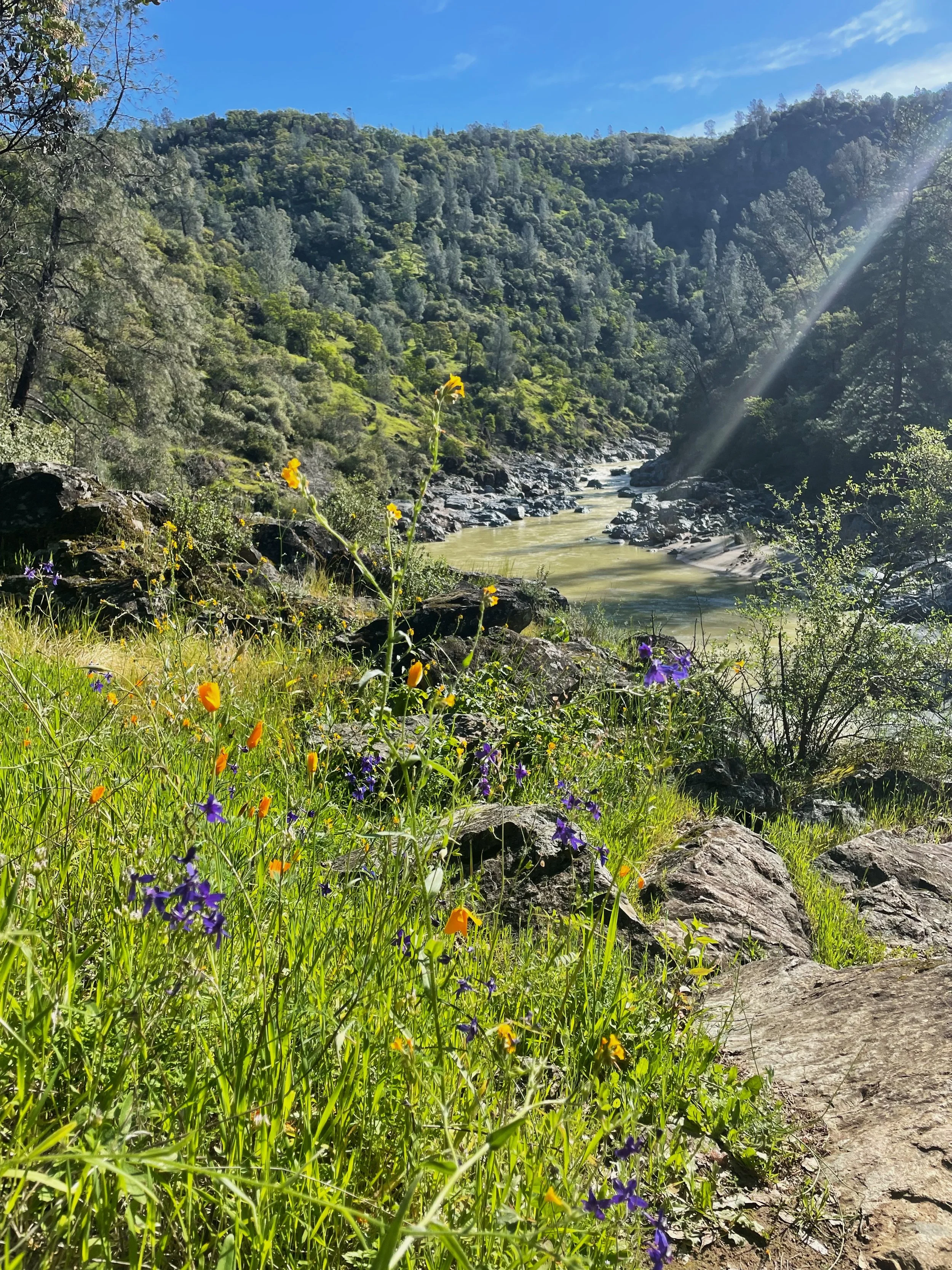 Wildflowers on the Buttermilk Bend Trail along the South Yuba River