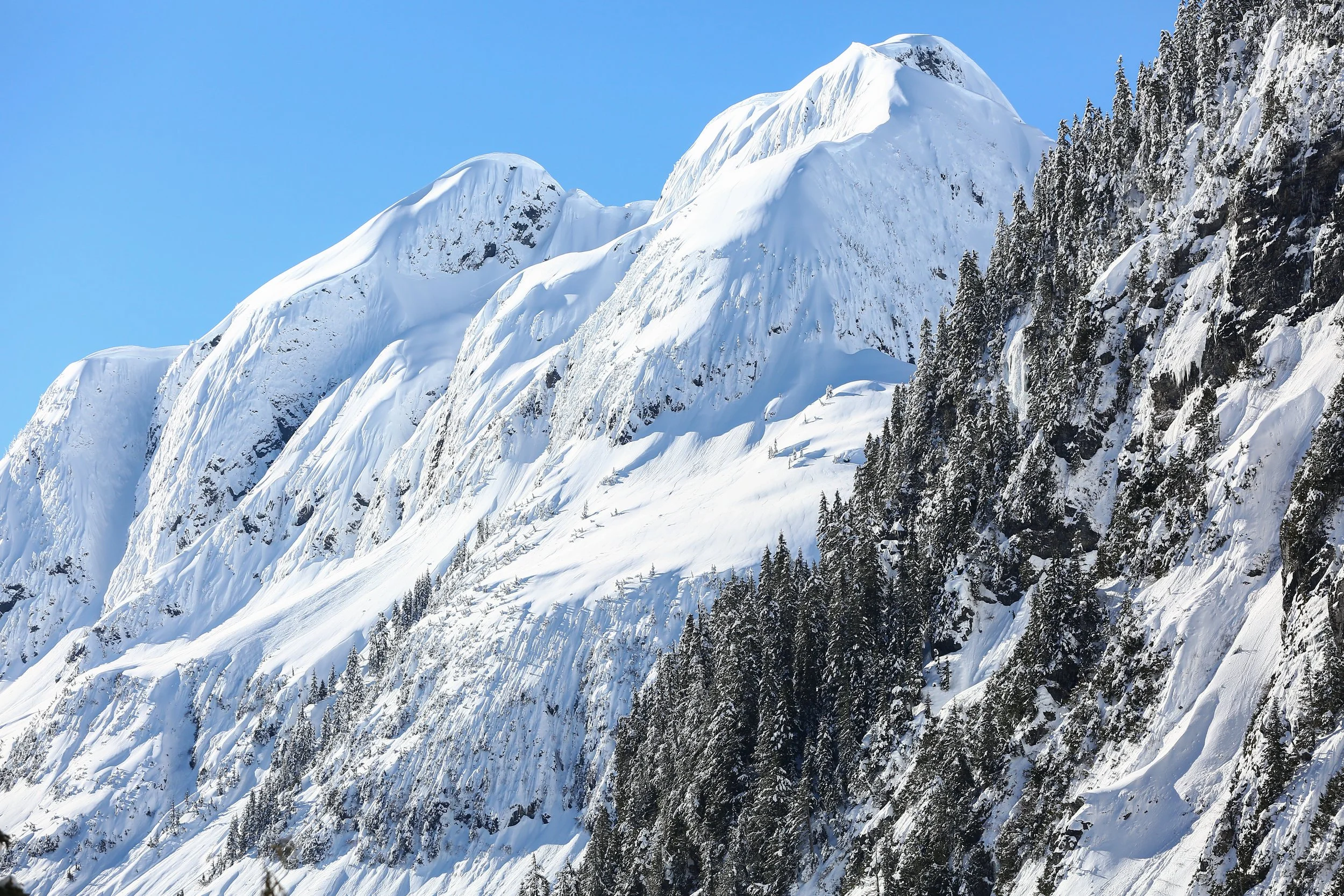 Snow-covered mountain peaks with evergreen trees on the slopes under a clear blue sky.