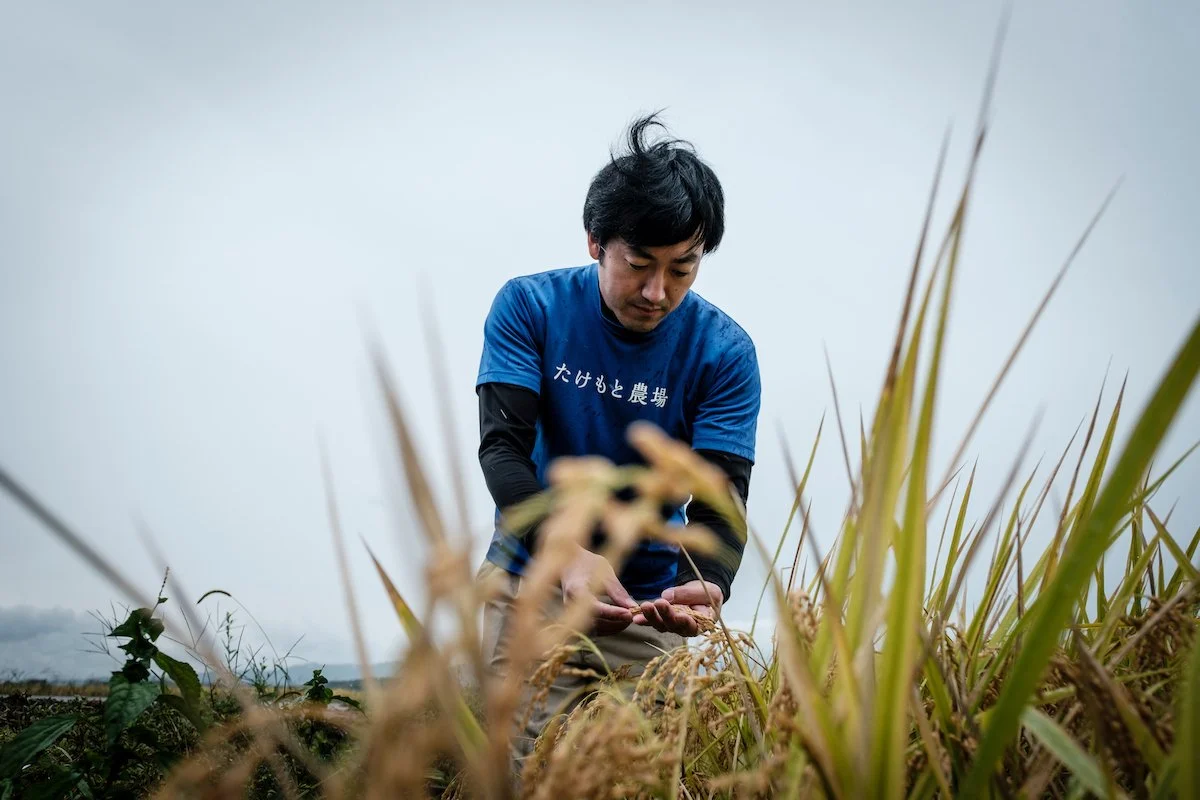  Shogo Takemoto, 37, examines rice plants at his family's rice farm in Nomi, Ishikawa. Ben Weller for The Wall Street Journal 