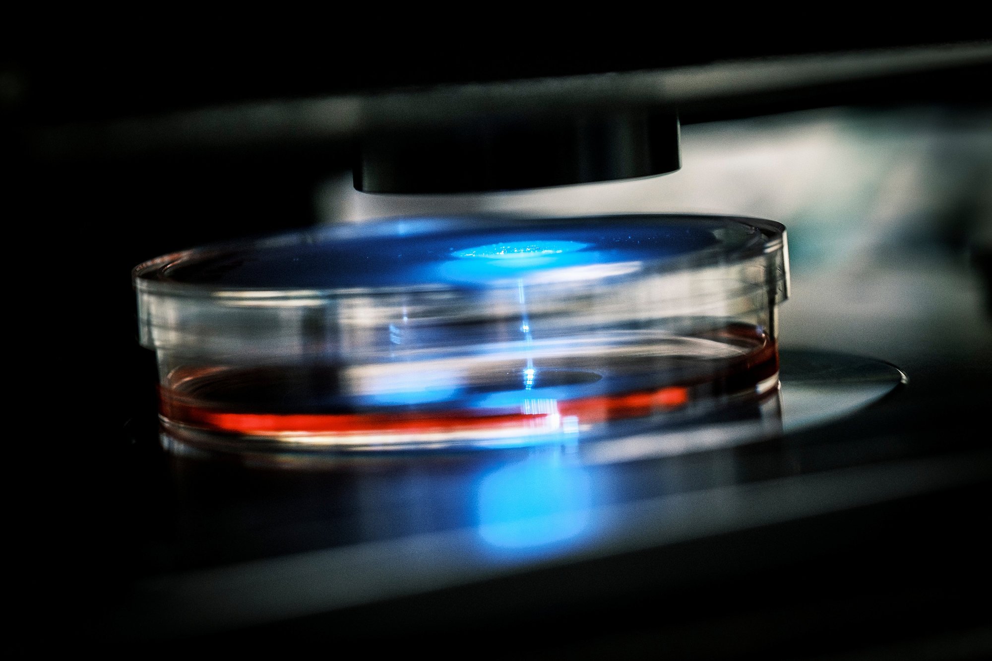 A close-up of a petri dish on a laboratory slide being examined under a blue light microscope in a lab setting, photographed by Ben Weller, editorial photographer in Japan.