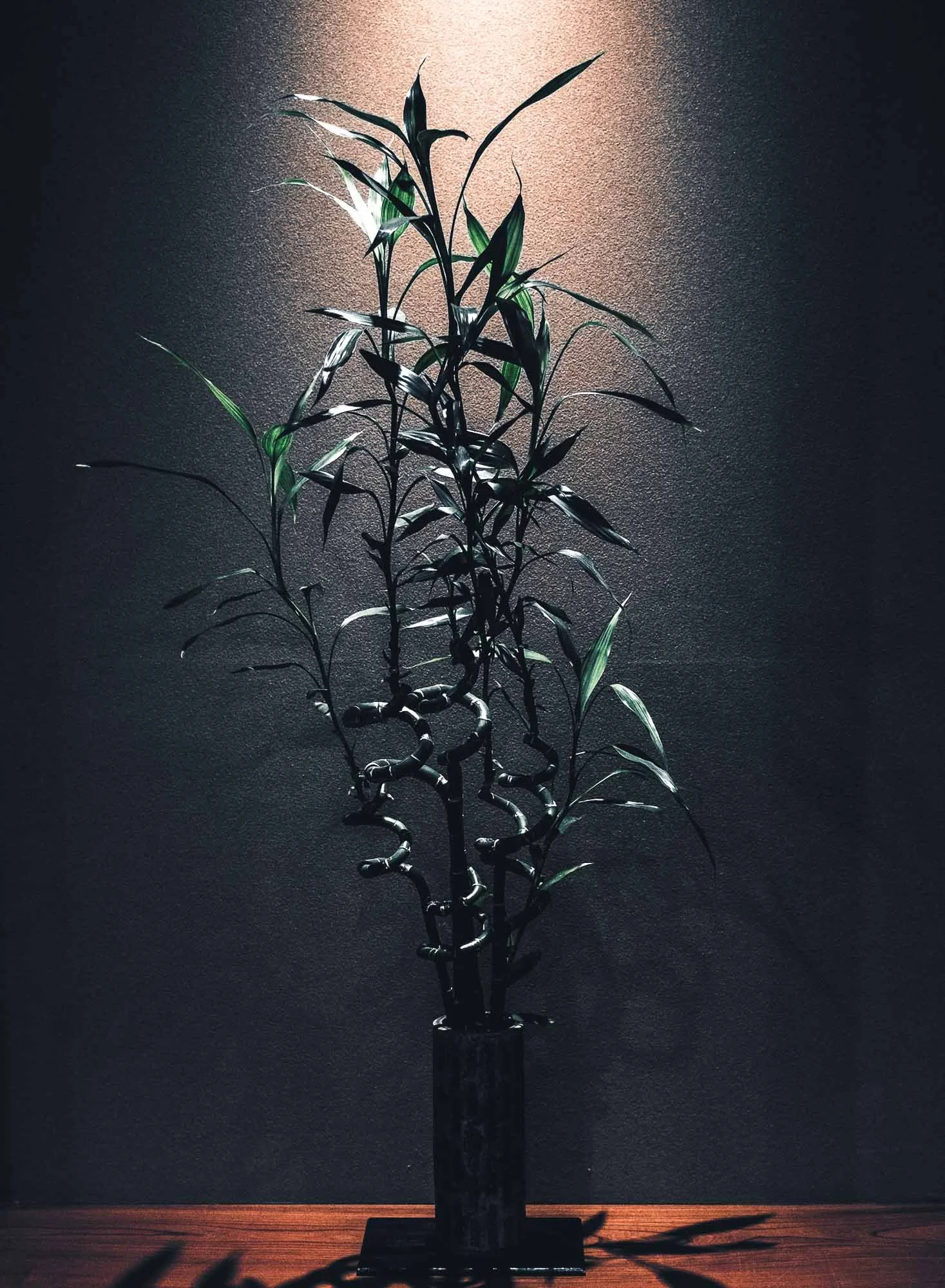 A tall green plant with long slender leaves in a black vase on a wooden surface against a dark textured wall, illuminated by a soft light from above.