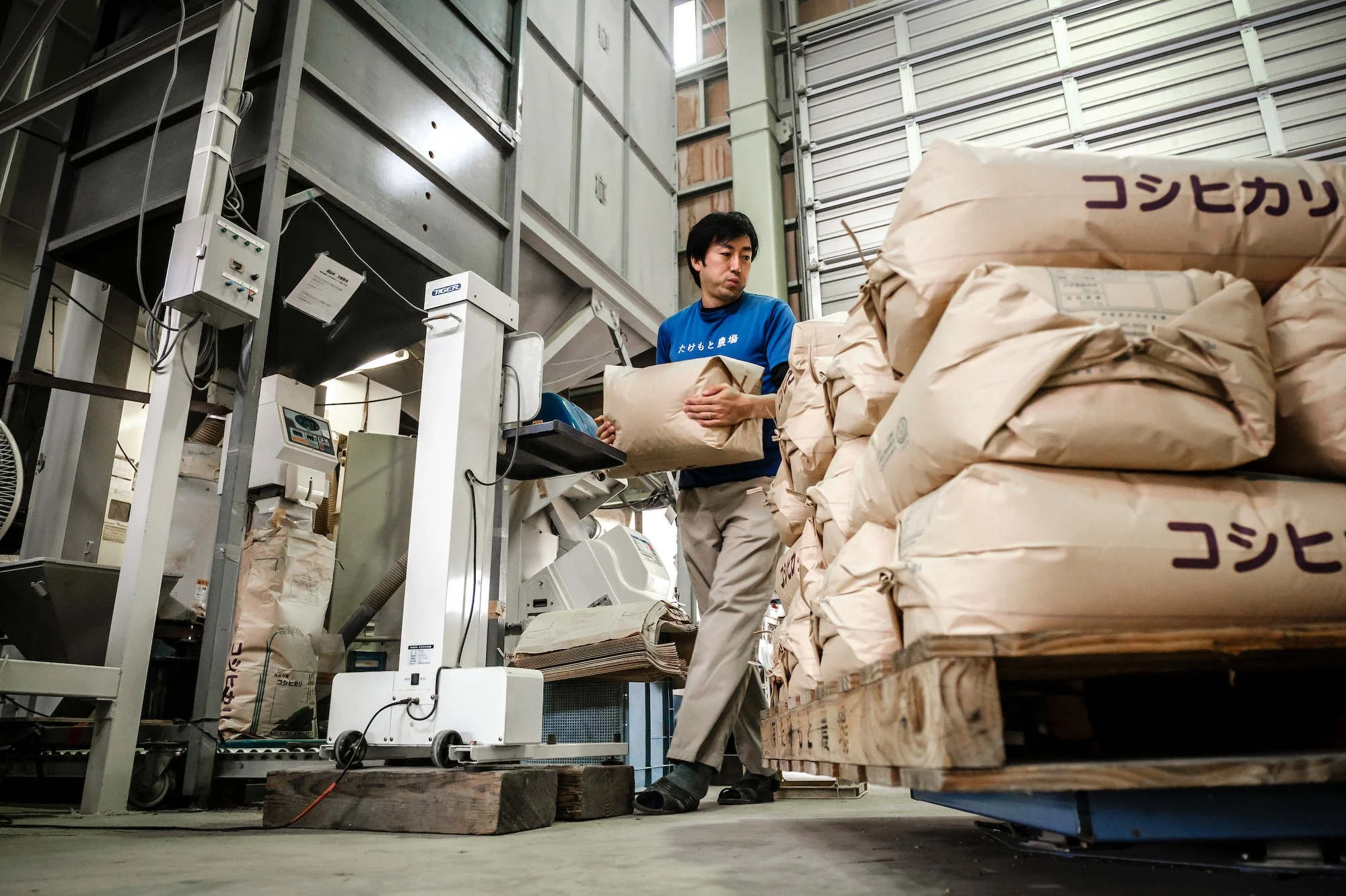 A man working in a warehouse surrounded by stacked paper bags with Japanese writing on them, using a scale to weigh a bag.