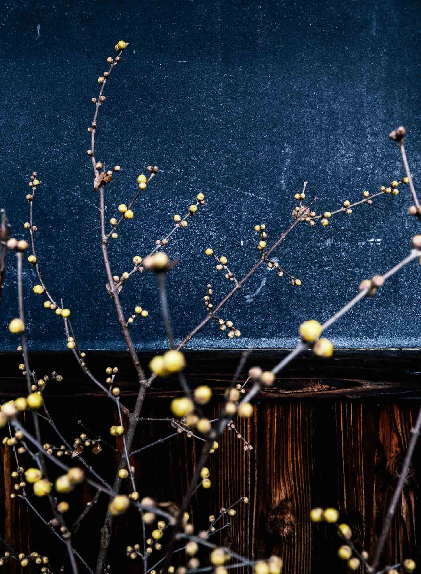 Branch with small yellow berries in front of a dark textured background and a wooden fence.