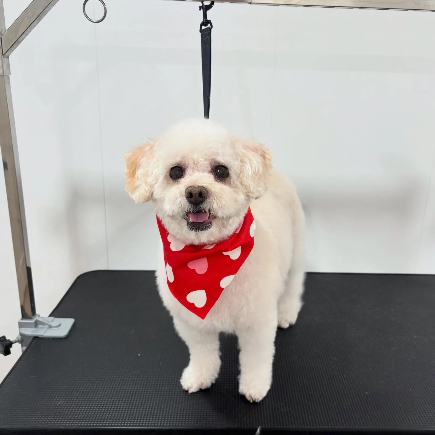 Roses are red, violets are blue&hellip; Rosie&rsquo;s fresh groom is stealing hearts too❤️🥹