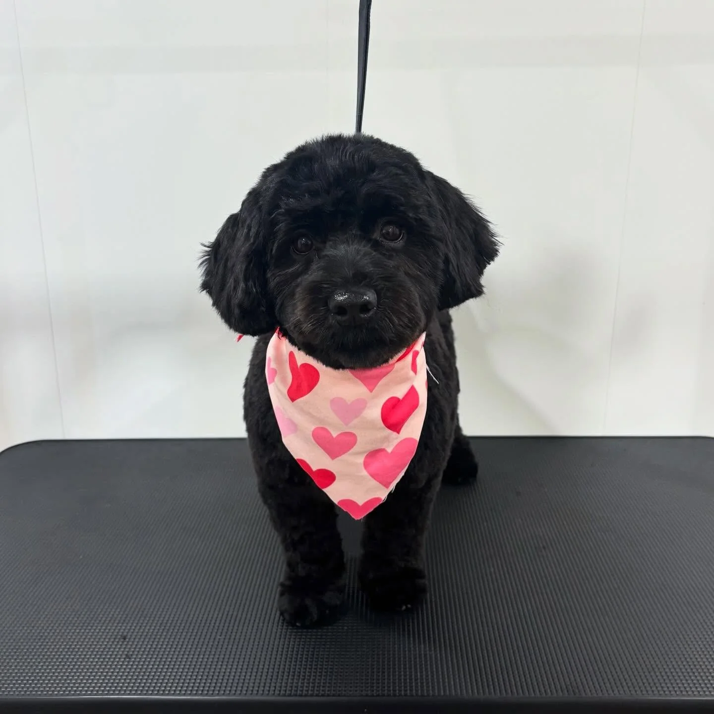 Puppy love looks good on Sadie 💗🥹