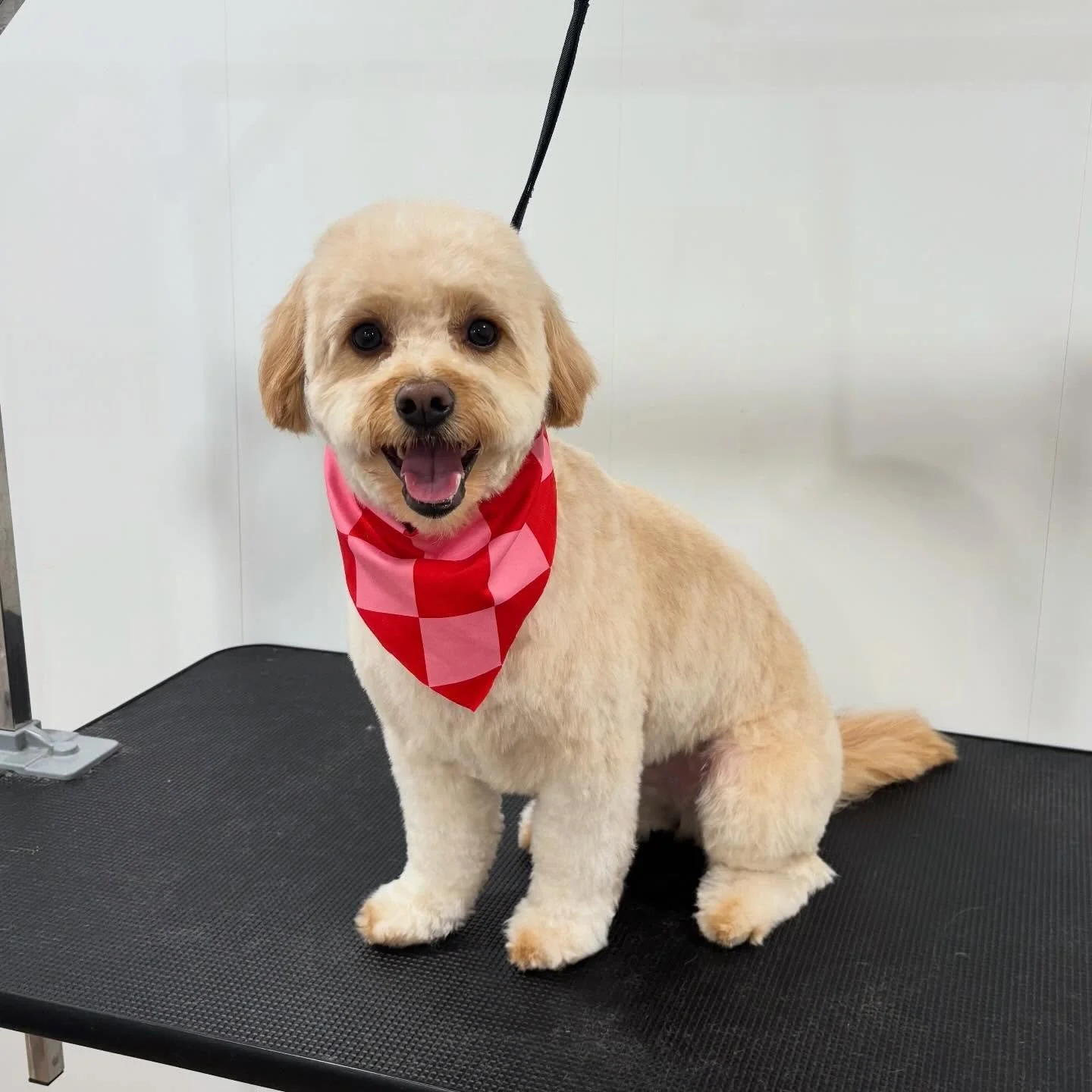 Tristan&rsquo;s feelin extra cuddly 🥰