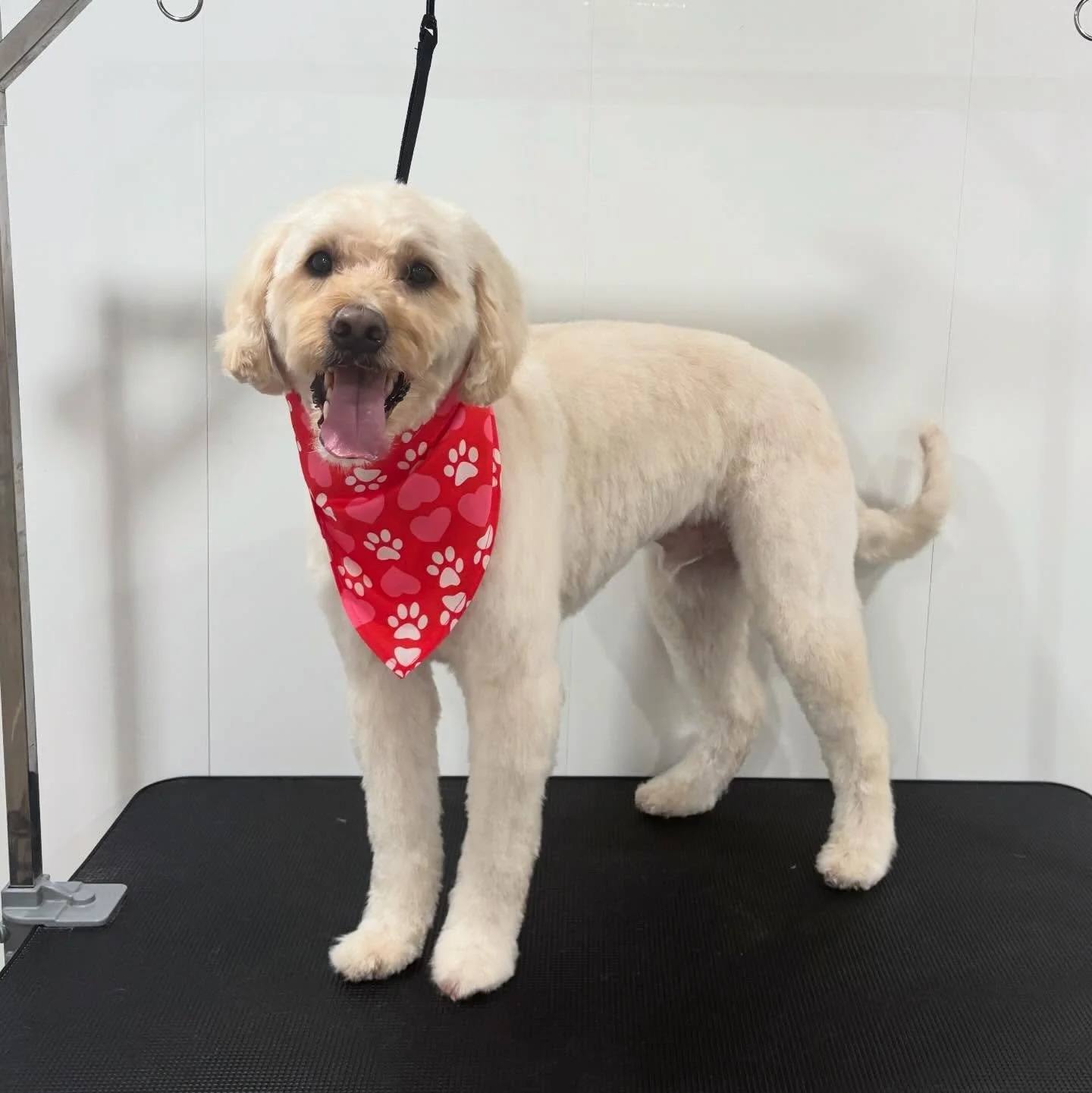 Nash came in cute &amp; left cuter 🥰🐾