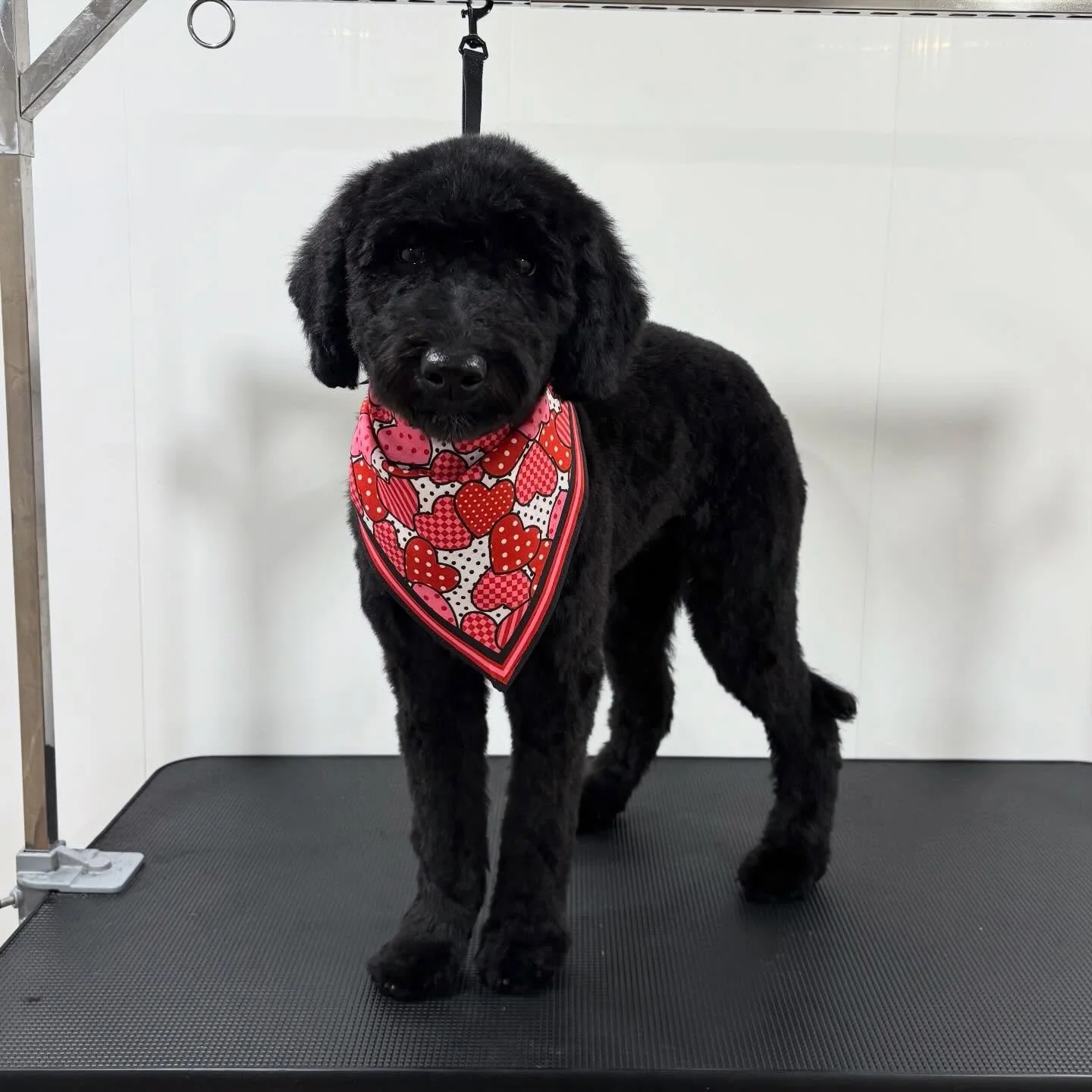 Max is ready to steal some hearts 😘❤️