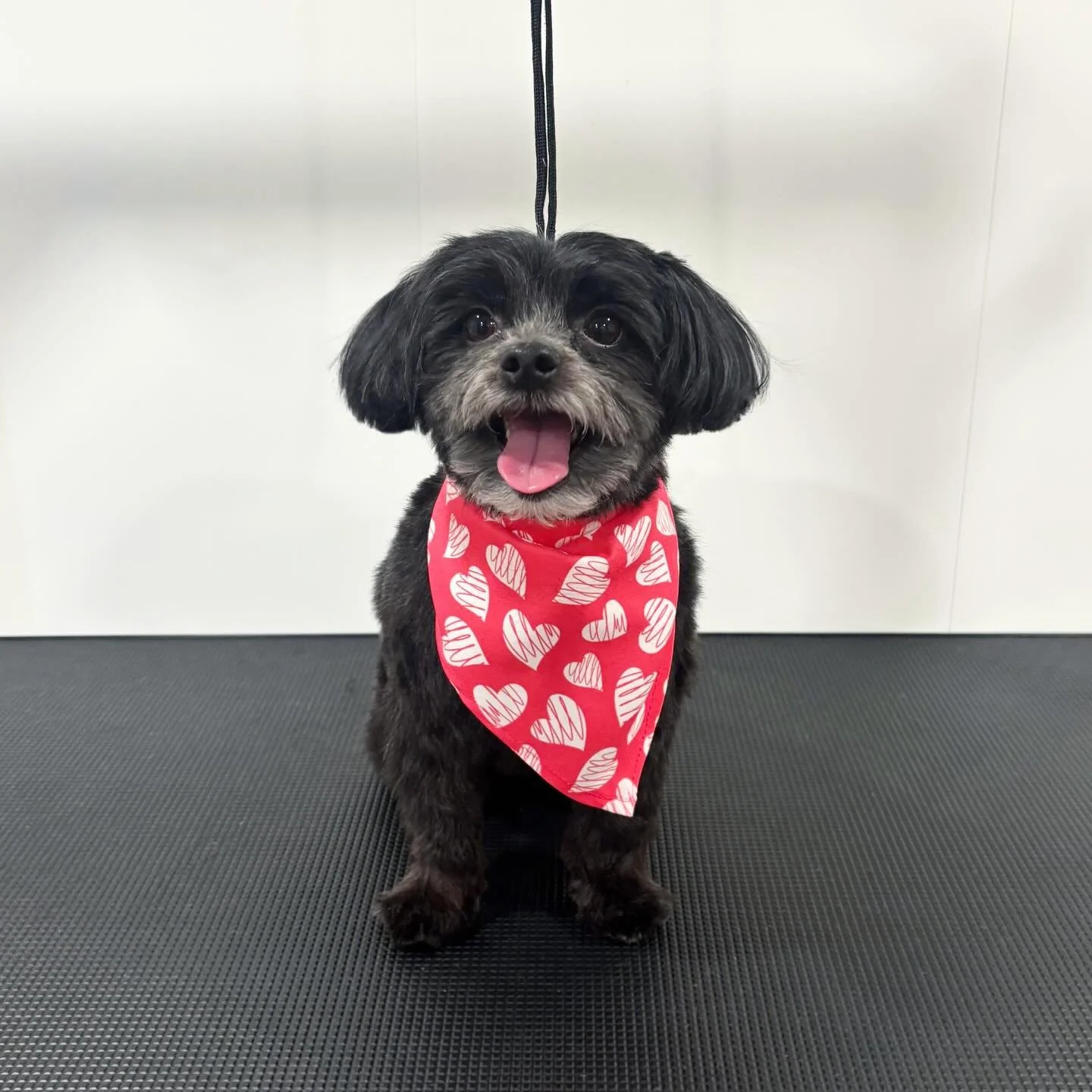 Chewy = love struck 😍🐾