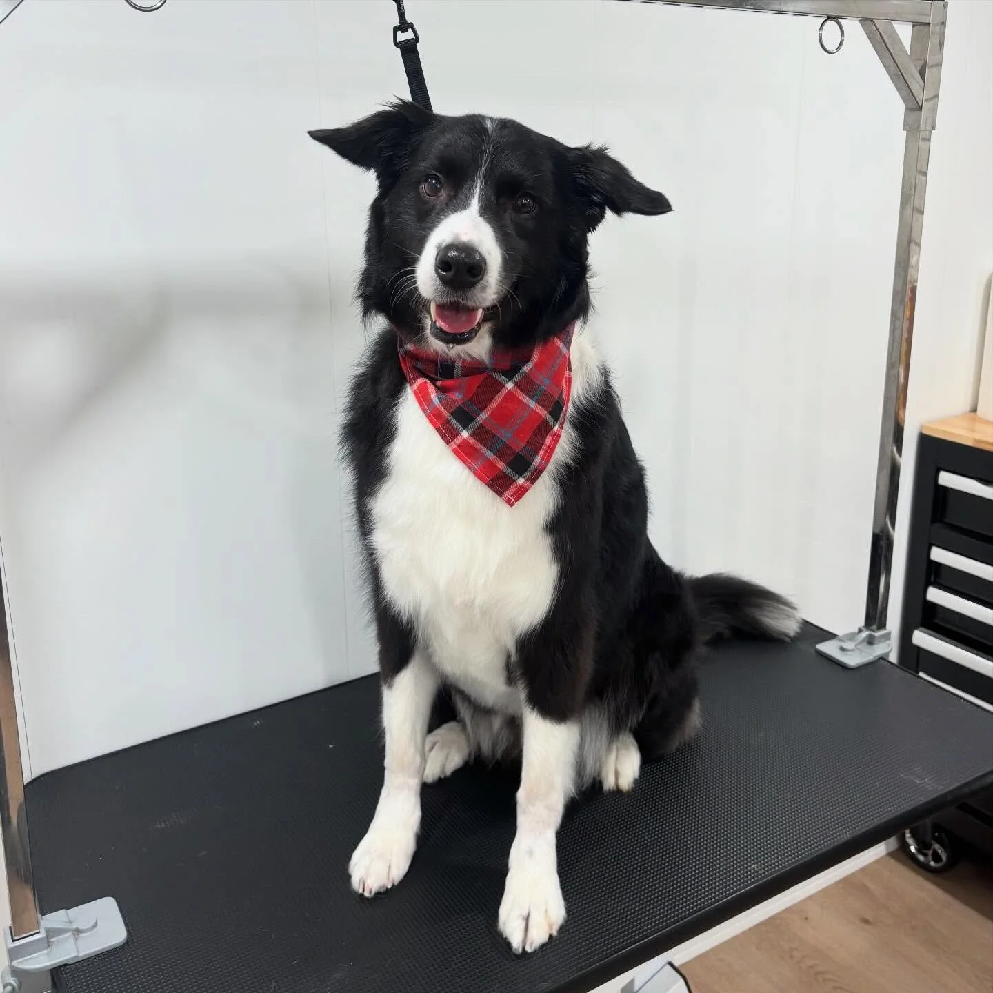 Cooper clocked in for his spa day! 🥰🧼🫧