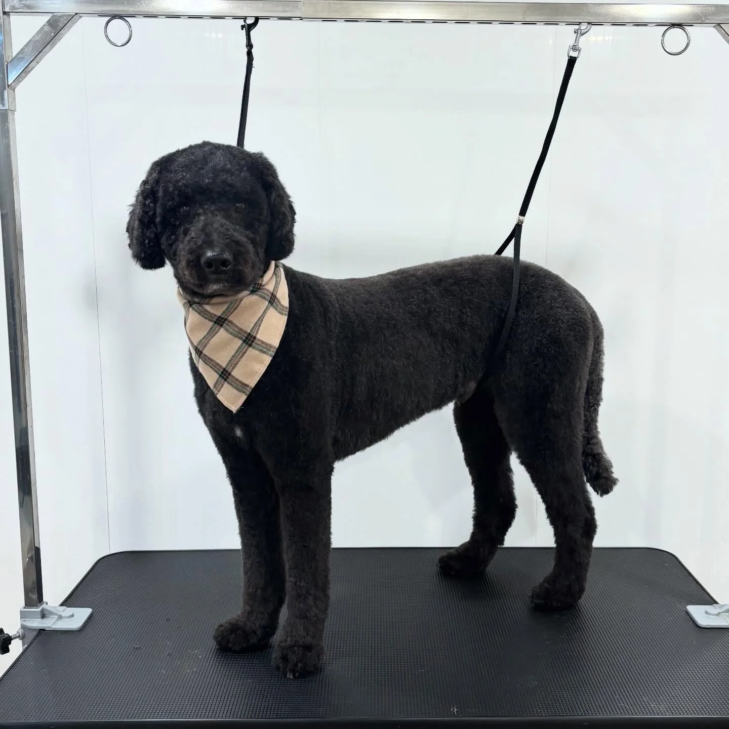 Vinny = VIP ✂️🖤