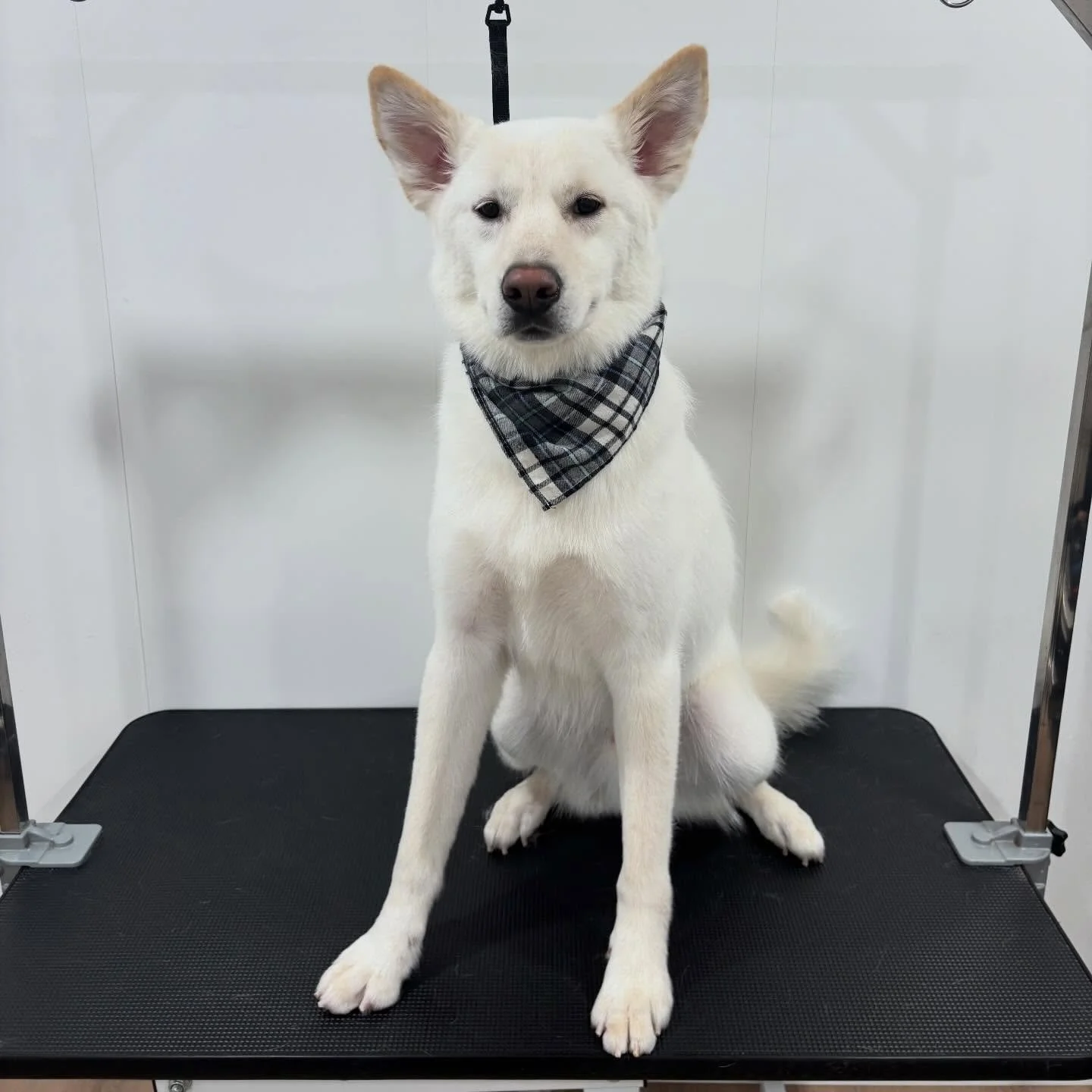 Olaf said &ldquo;Do you wanna groom a snowman?&rdquo;⛄️✨