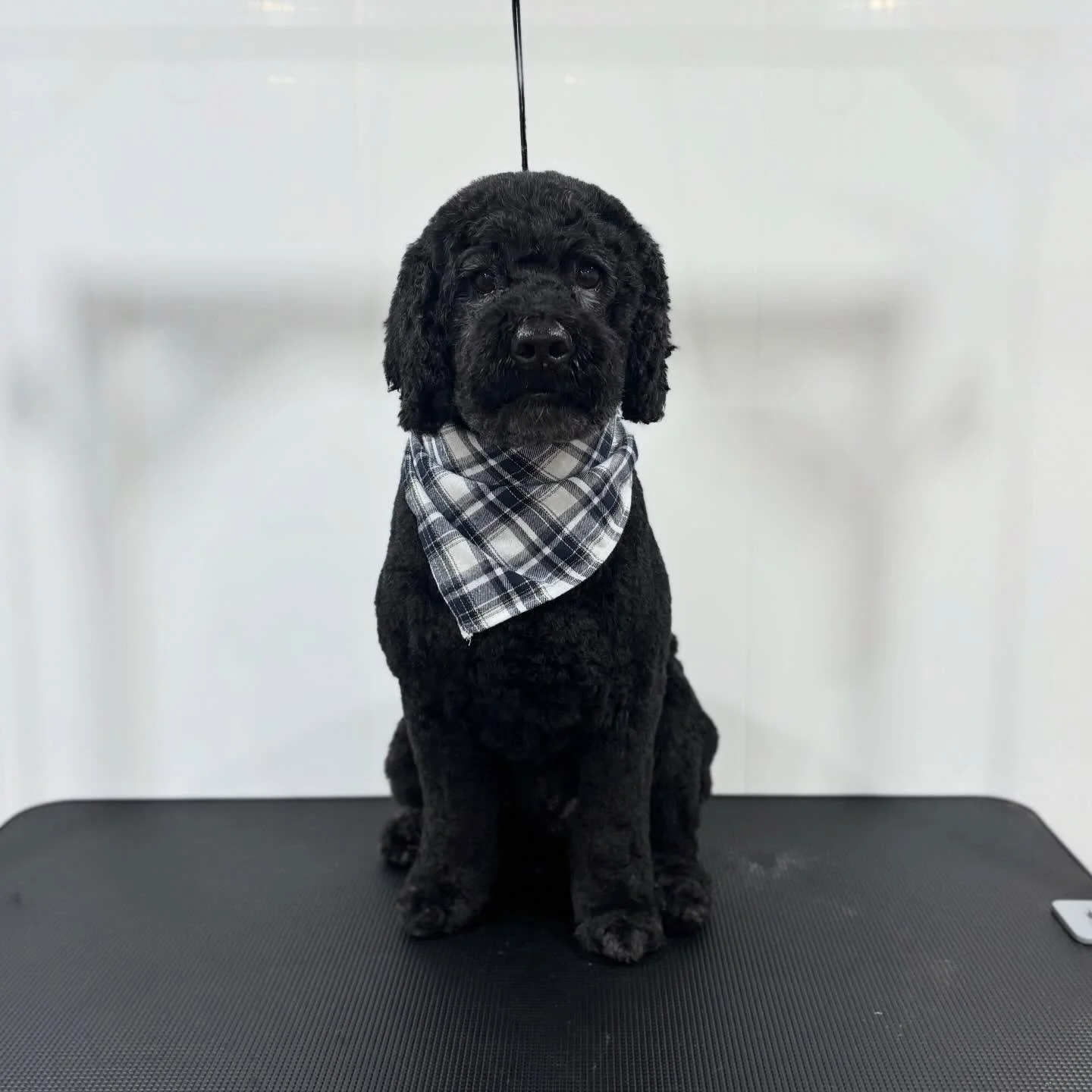 Banjo&rsquo;s fresh trim is music to my ears 🎶✂️