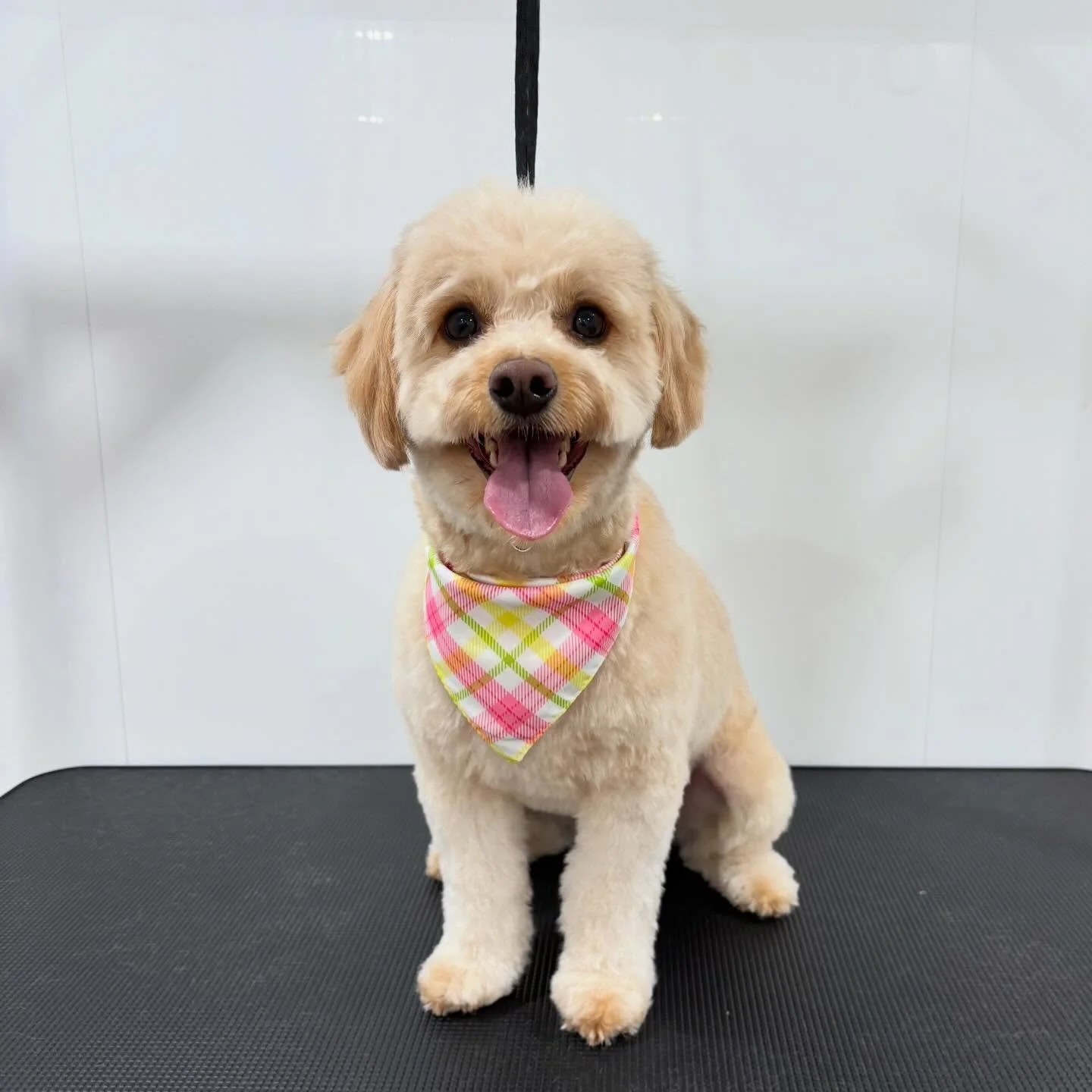 Tristian&rsquo;s so hoppy it&rsquo;s a long weekend! 🐰 😊